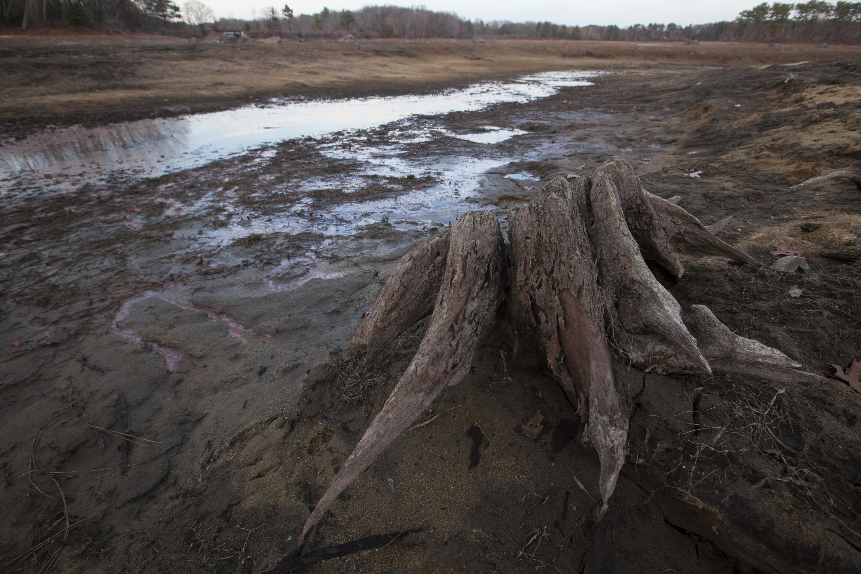 A tree stump that used to be underwater is exposed on a mud flat near the banks of the Foss Reservoir in Framingham.