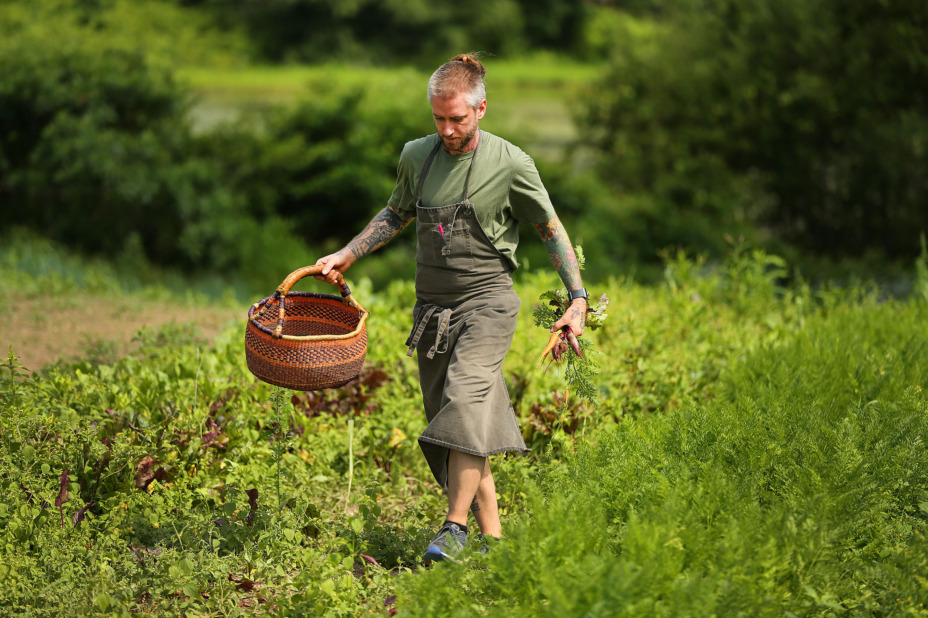 Chef Brandon Baltzley picks some young beets and carrots at Coonamessett Farm for a dish at the Buffalo Jump.