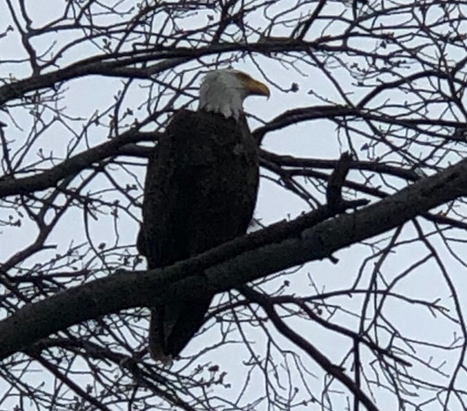 This bald eagle was spotted in a tree near the Massachusetts Avenue bridge on April 20.