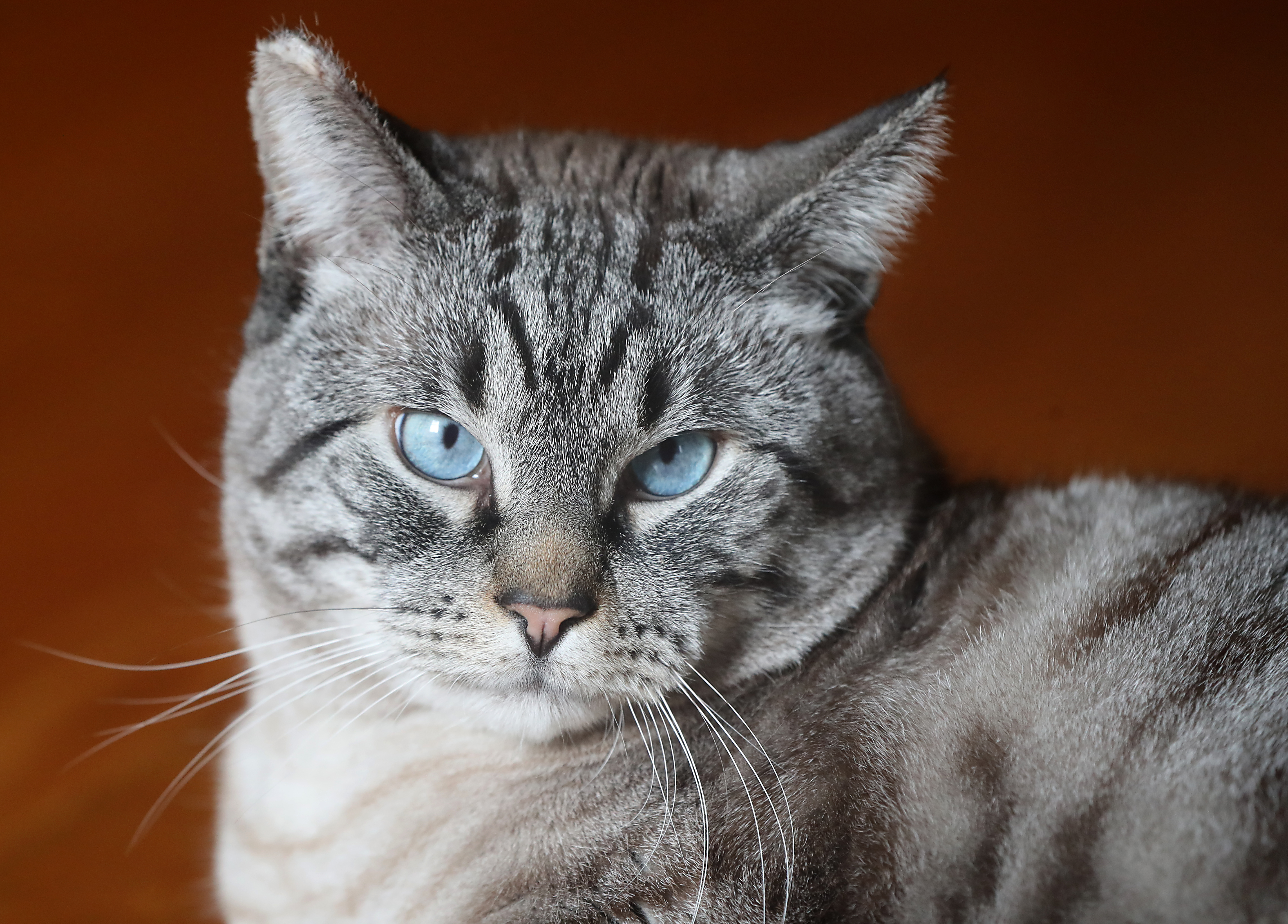 Muse, a blue-eyed, grey-striped, half-Siamese cat