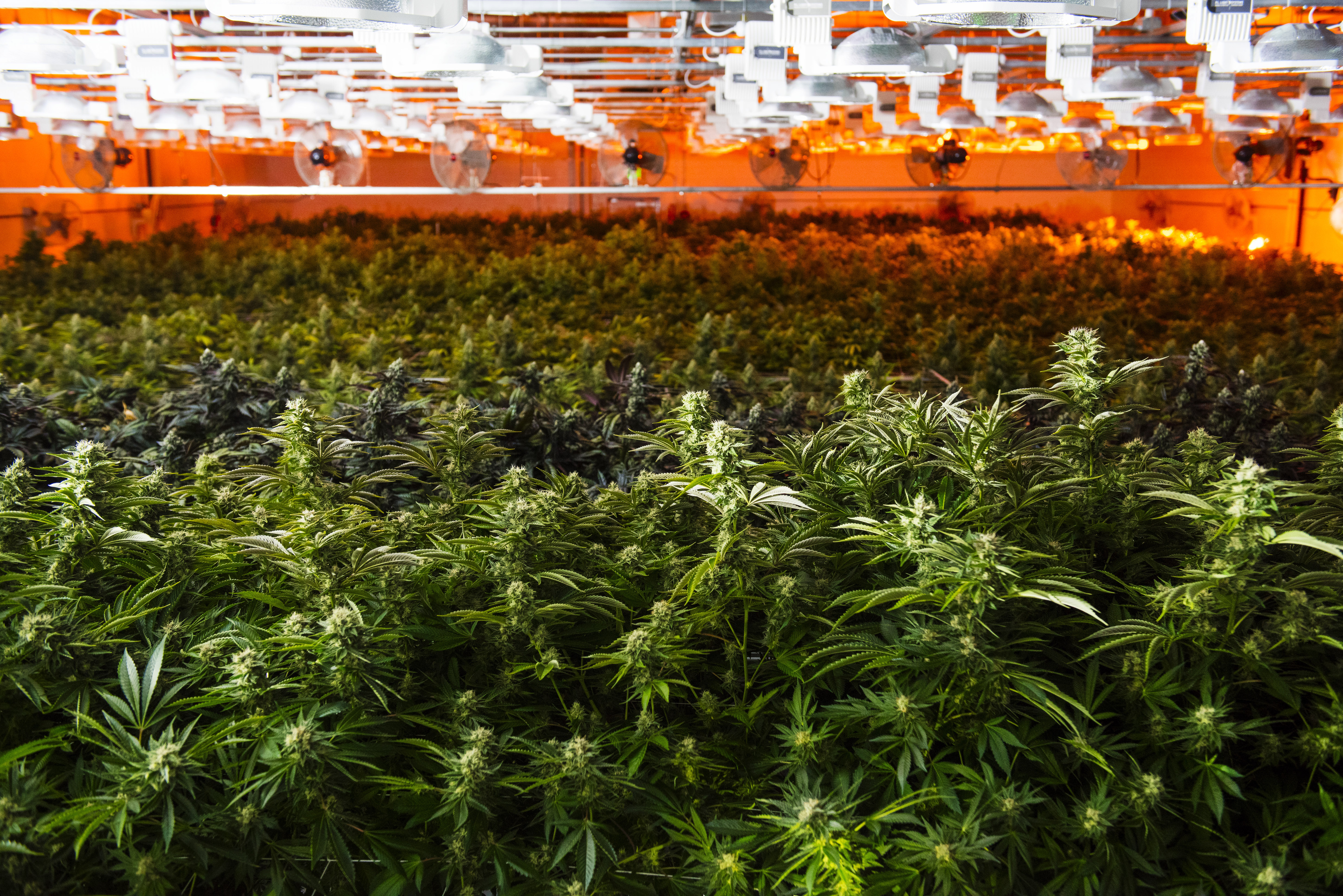 Marijuana plants in a grow room in Quincy operated by Ermont, one of a handful of companies with financial ties to Sea Hunter Therapeutics.