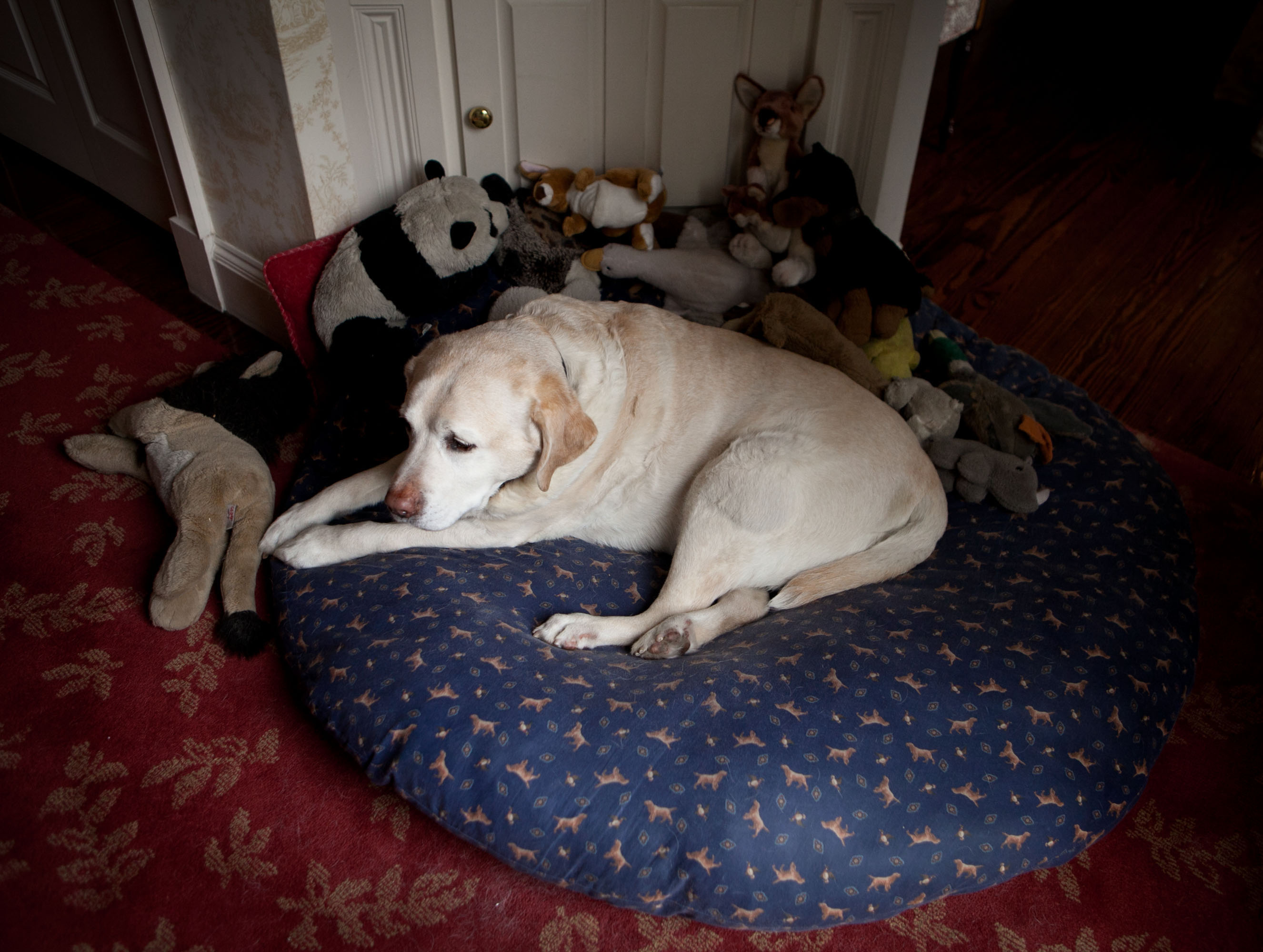 old dogs new ways to baby them the boston globe