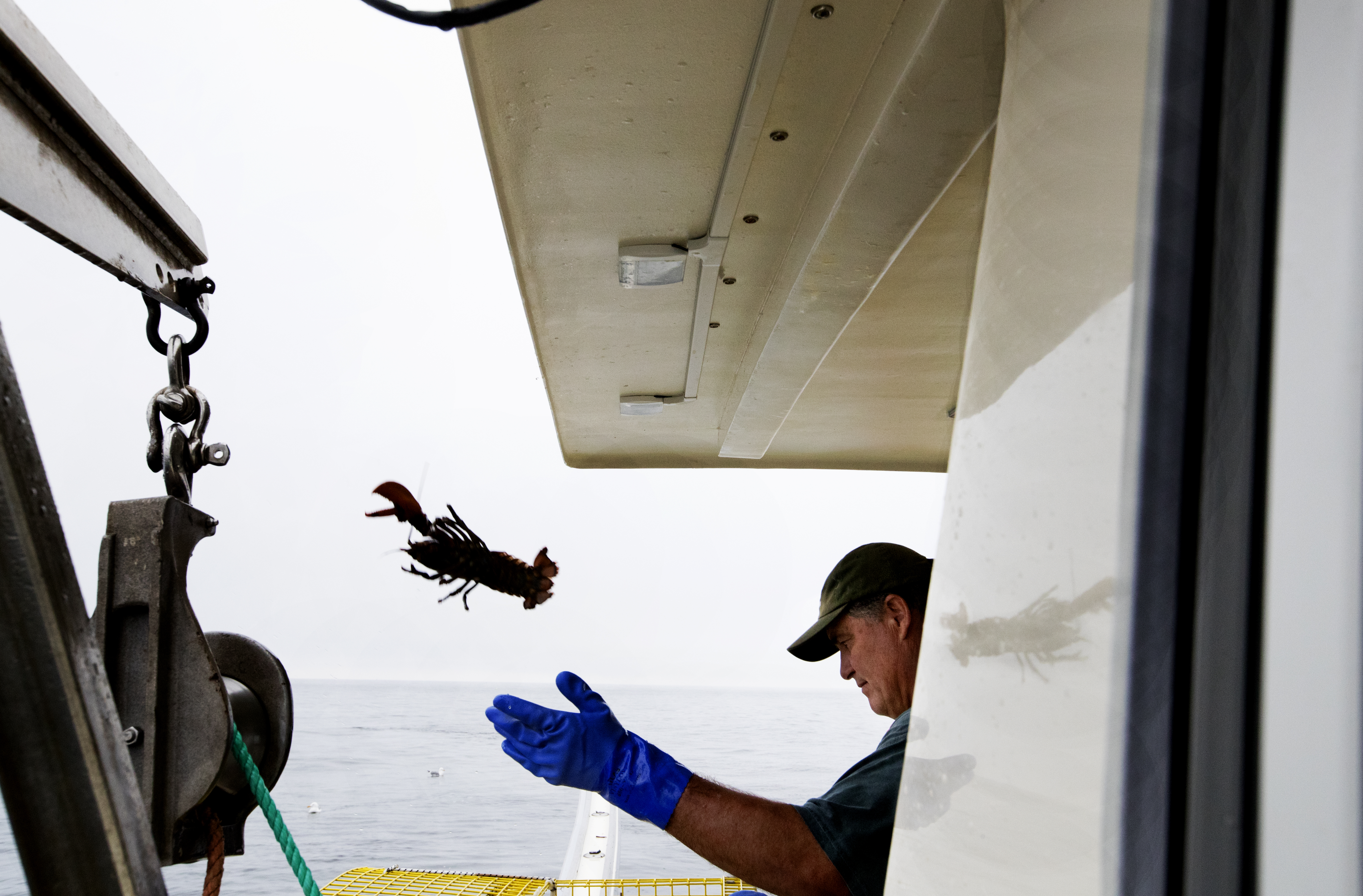 “I very rarely look back,” Farrell says. “So what lies ahead is more exciting than what’s behind.” Farrell returned a lobster to the sea.