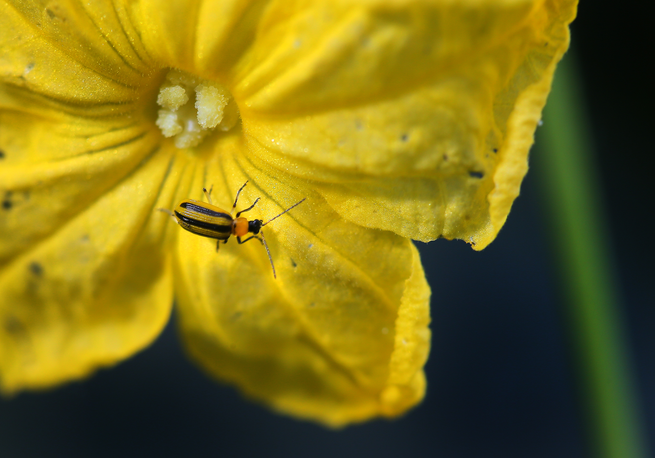 A striped cucumber beetle crawled on a cucumber flower in a greenhouse at Freedom Food Farm in Raynham.