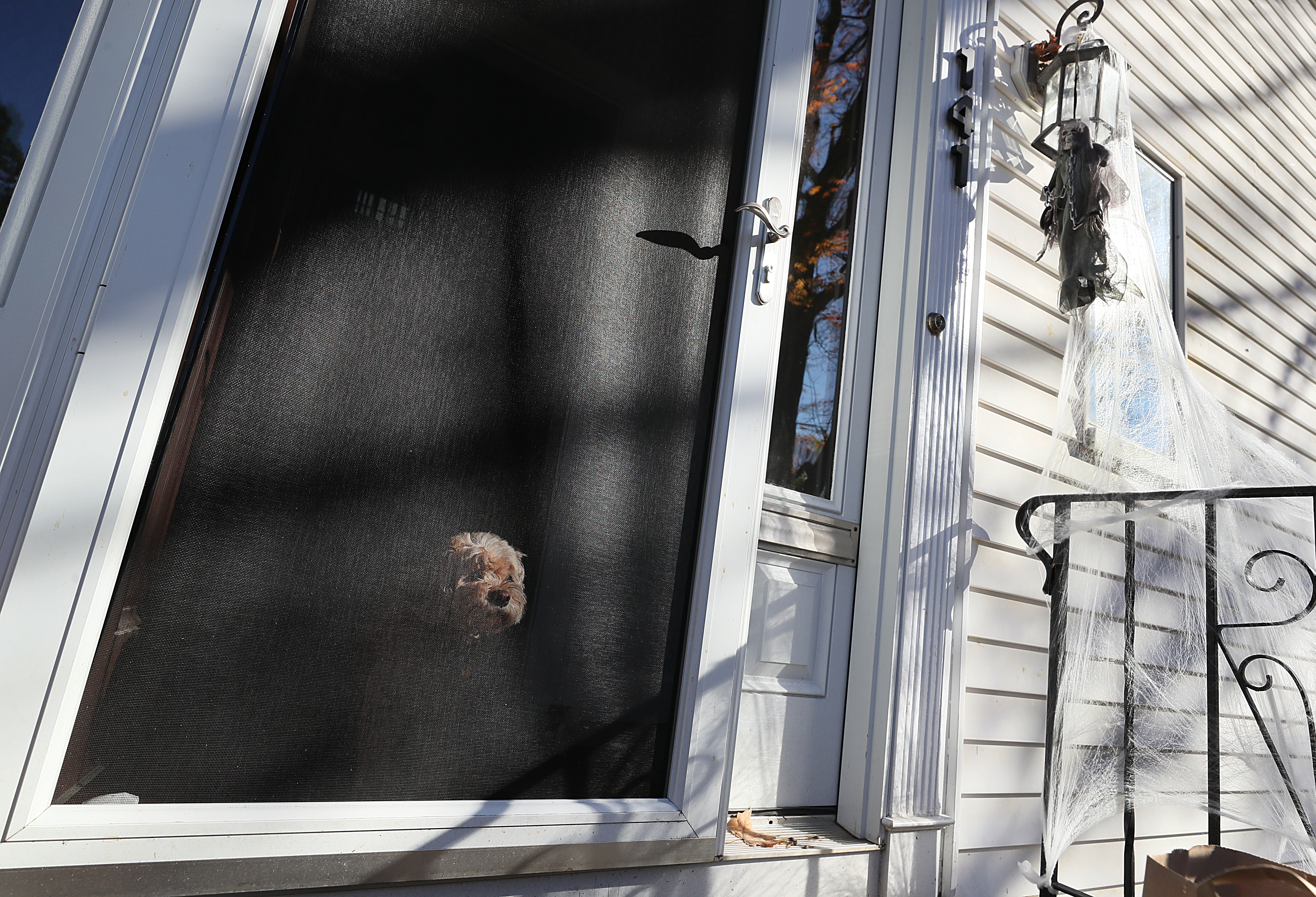 Ginger watched from her owner’s door as a hired helper decorated a Belmont residence.