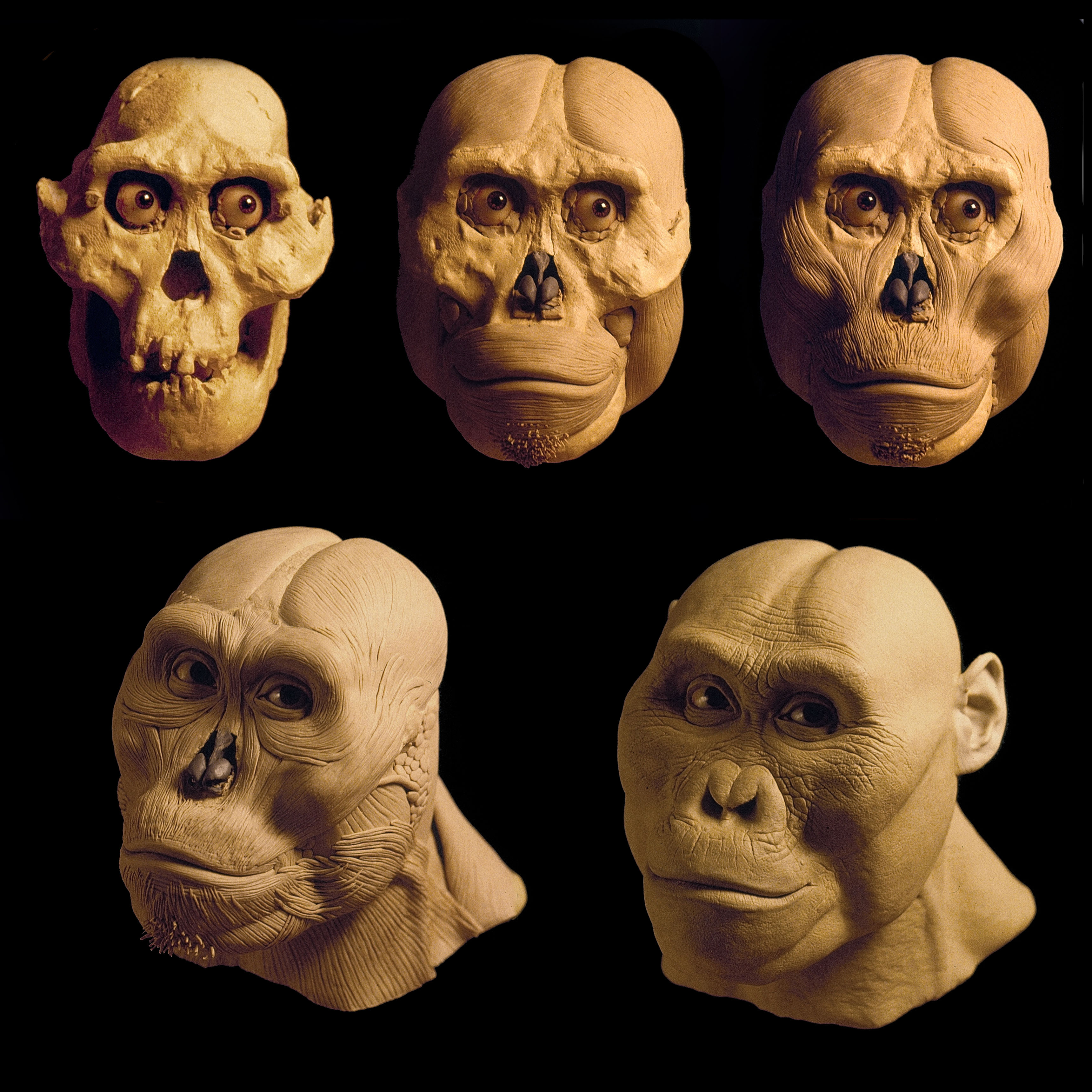 The reconstruction stages of the head.