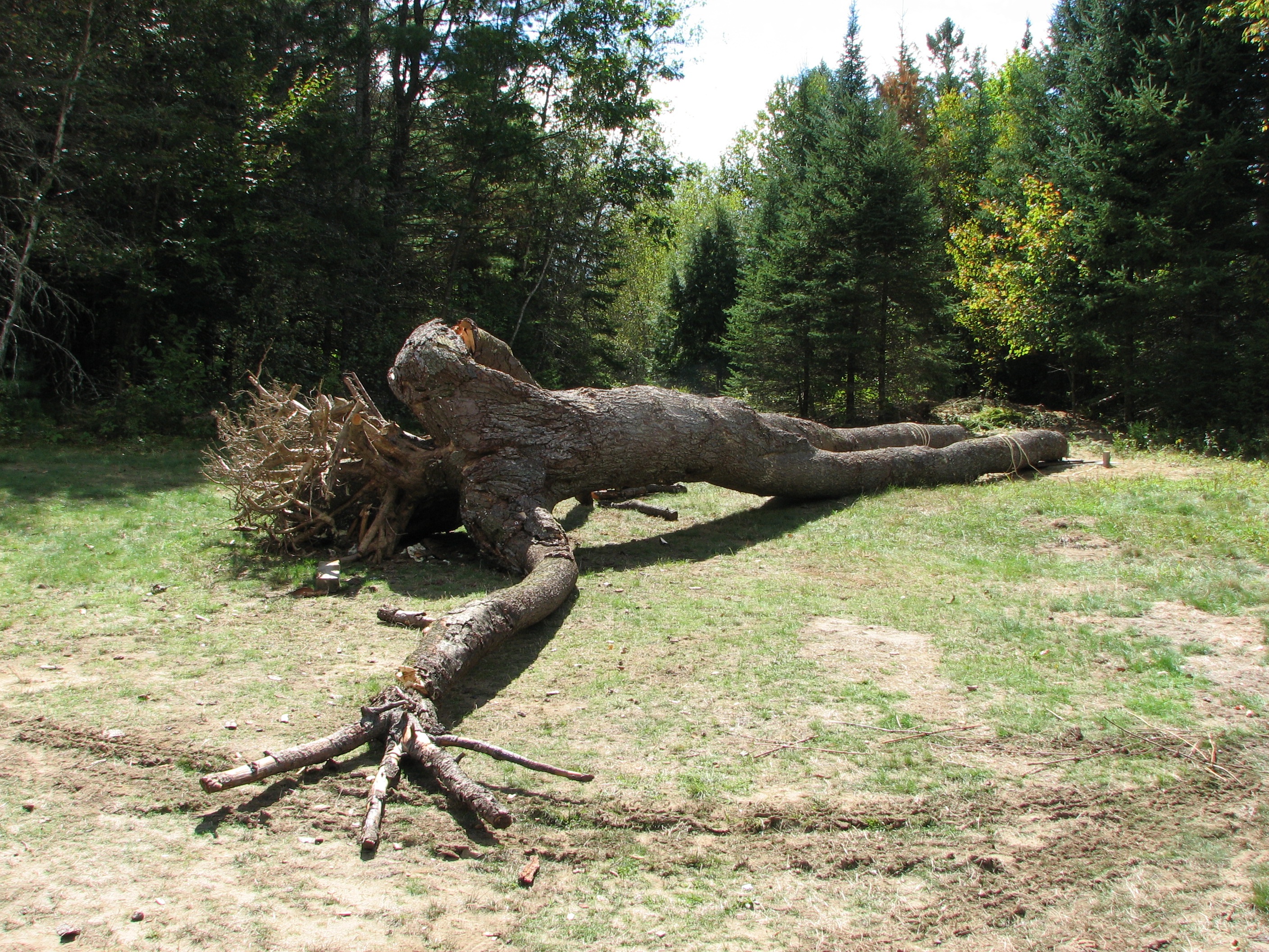 The collapse of his 35-foot wooden sculpture “Giant” in Vermont was a hard blow to Wheelwright.