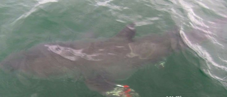 A photo of the shark seen by Lars and Blake White.