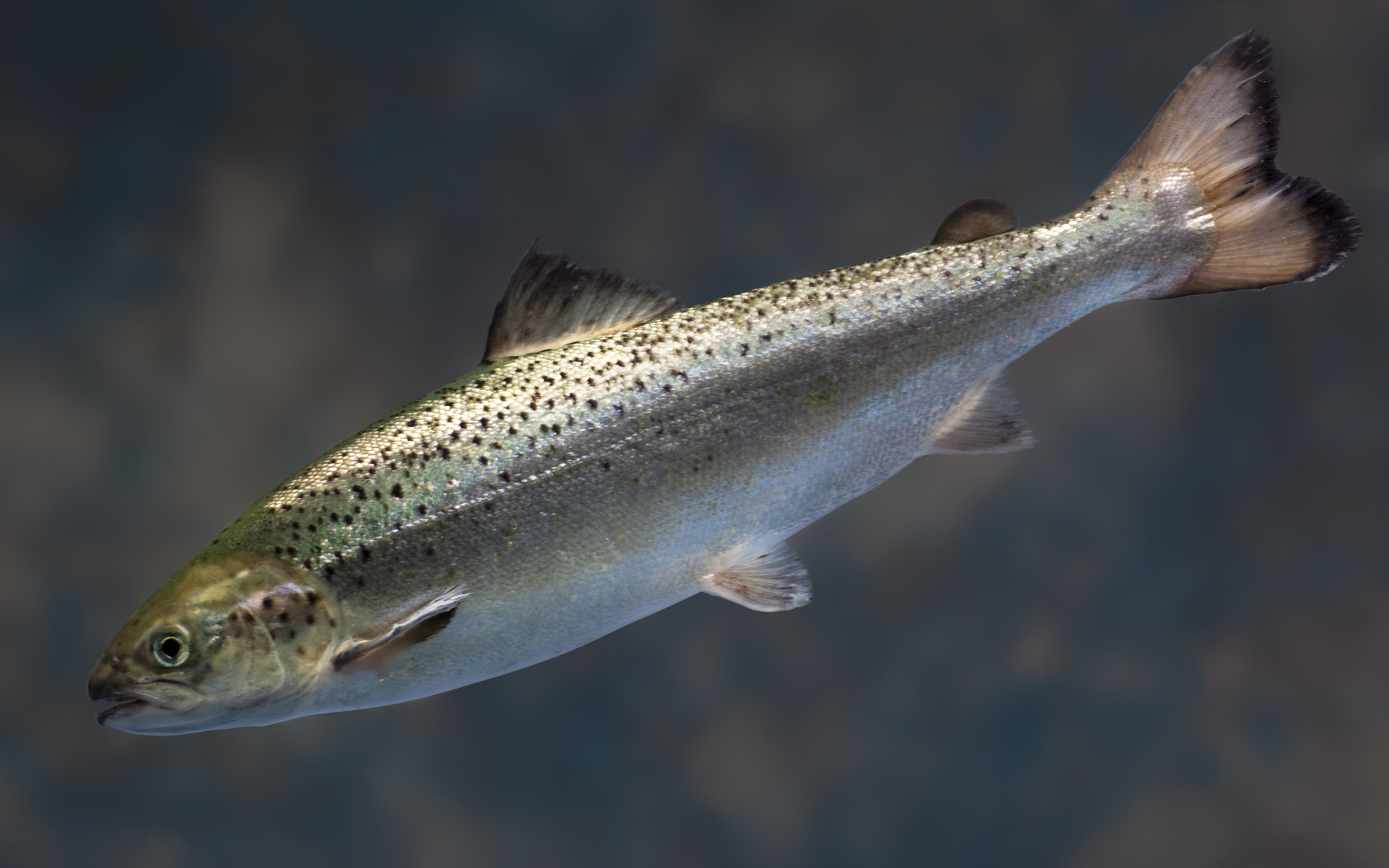 FDA OK's genetically modified salmon - The Boston Globe