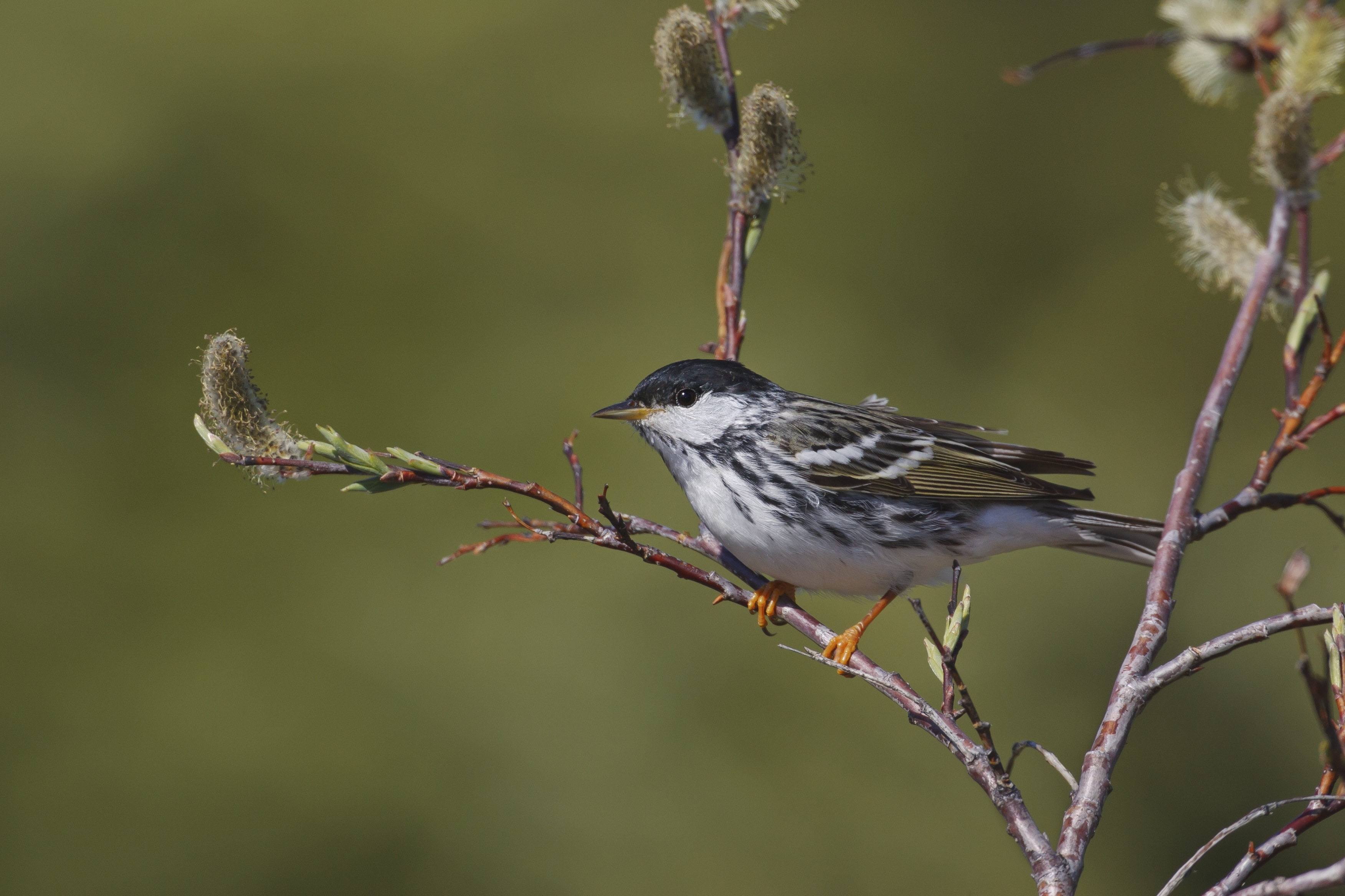 A breeding male blackpoll warbler.