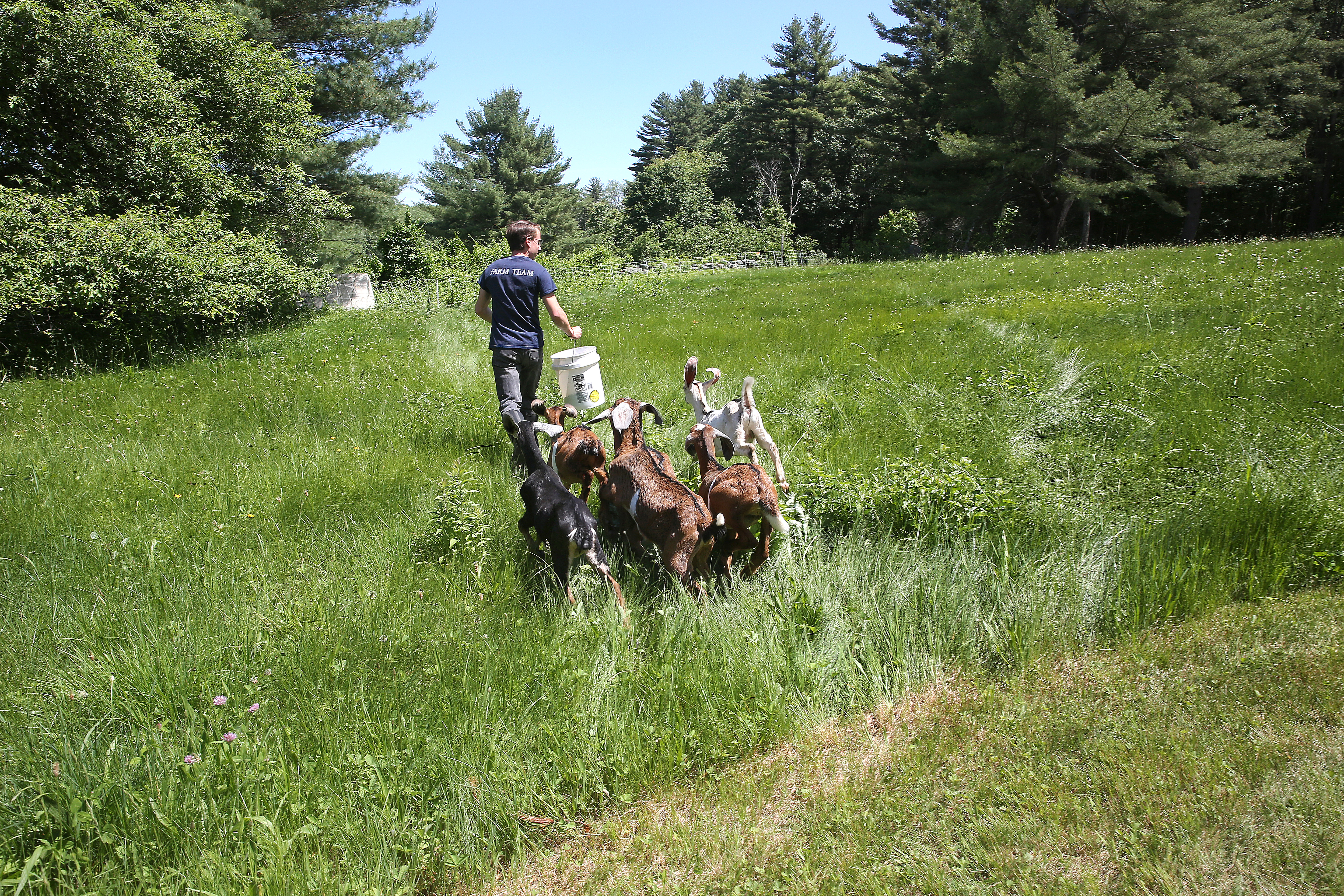 Bonenfant uses a bucket of grain to lure the goats to the job site.