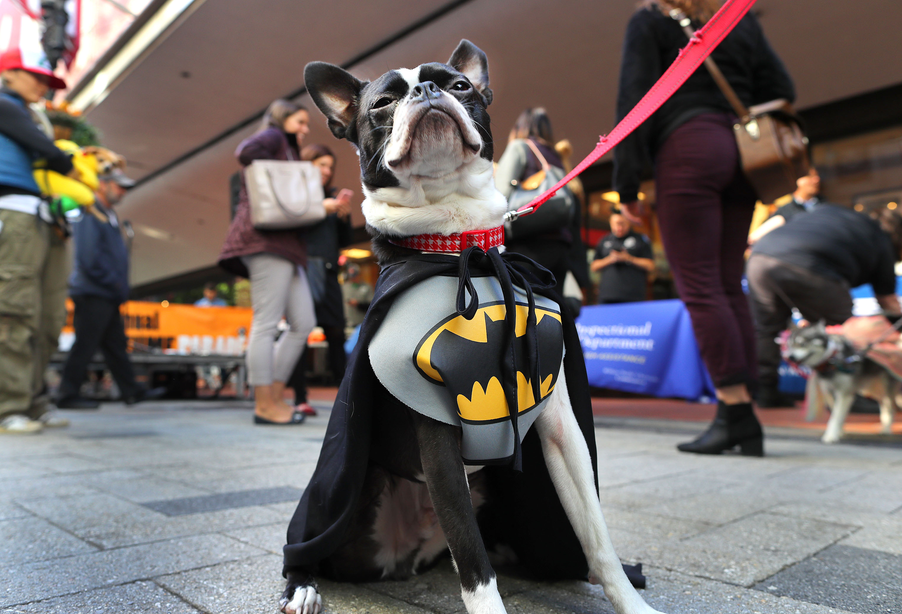 Rockey, a Boston Terrier dressed as Batman, waited to be judged.