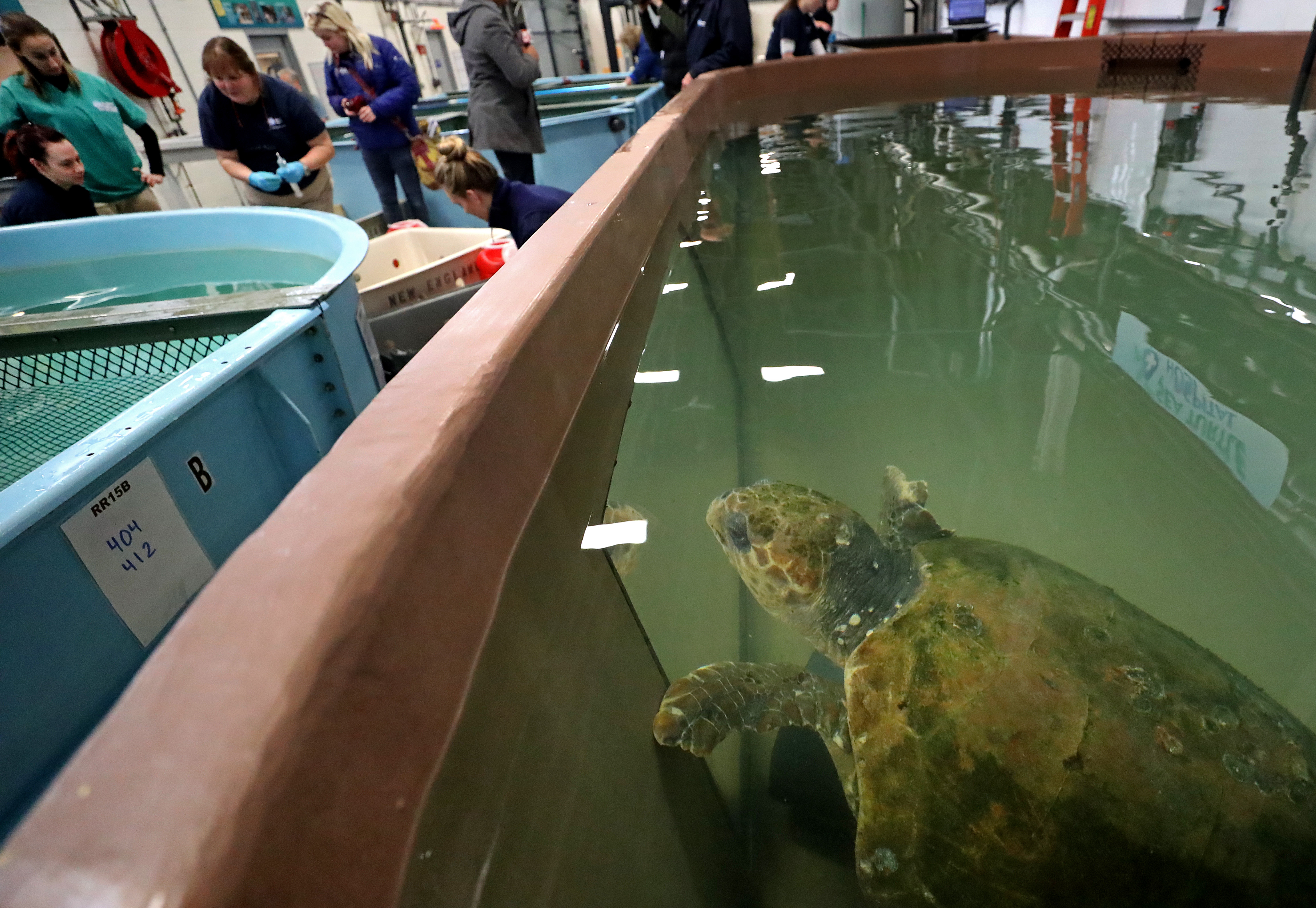 Four endangered loggerhead sea turtles were rescued recently from Cape Cod beaches.