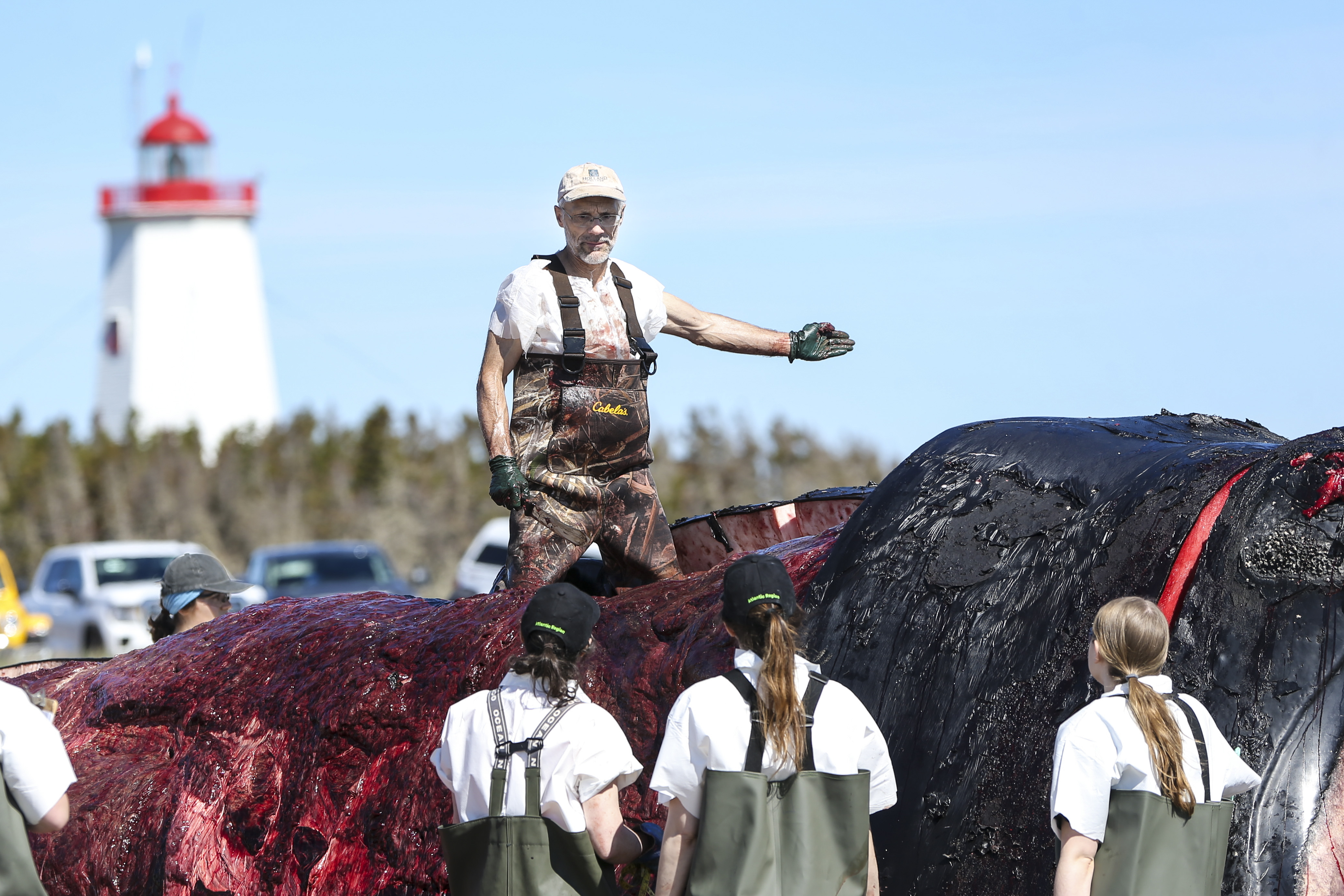 Pierre-Yves Daoust gave directions to other scientists involved in the necropsy of the right whale on Miscou Island.