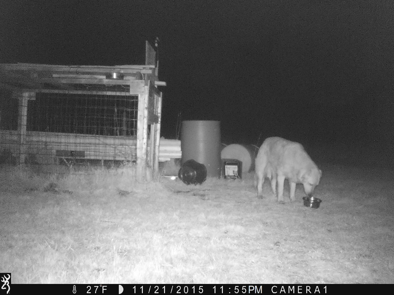 Wilson Ring spotted Murphy numerous times in his backyard.