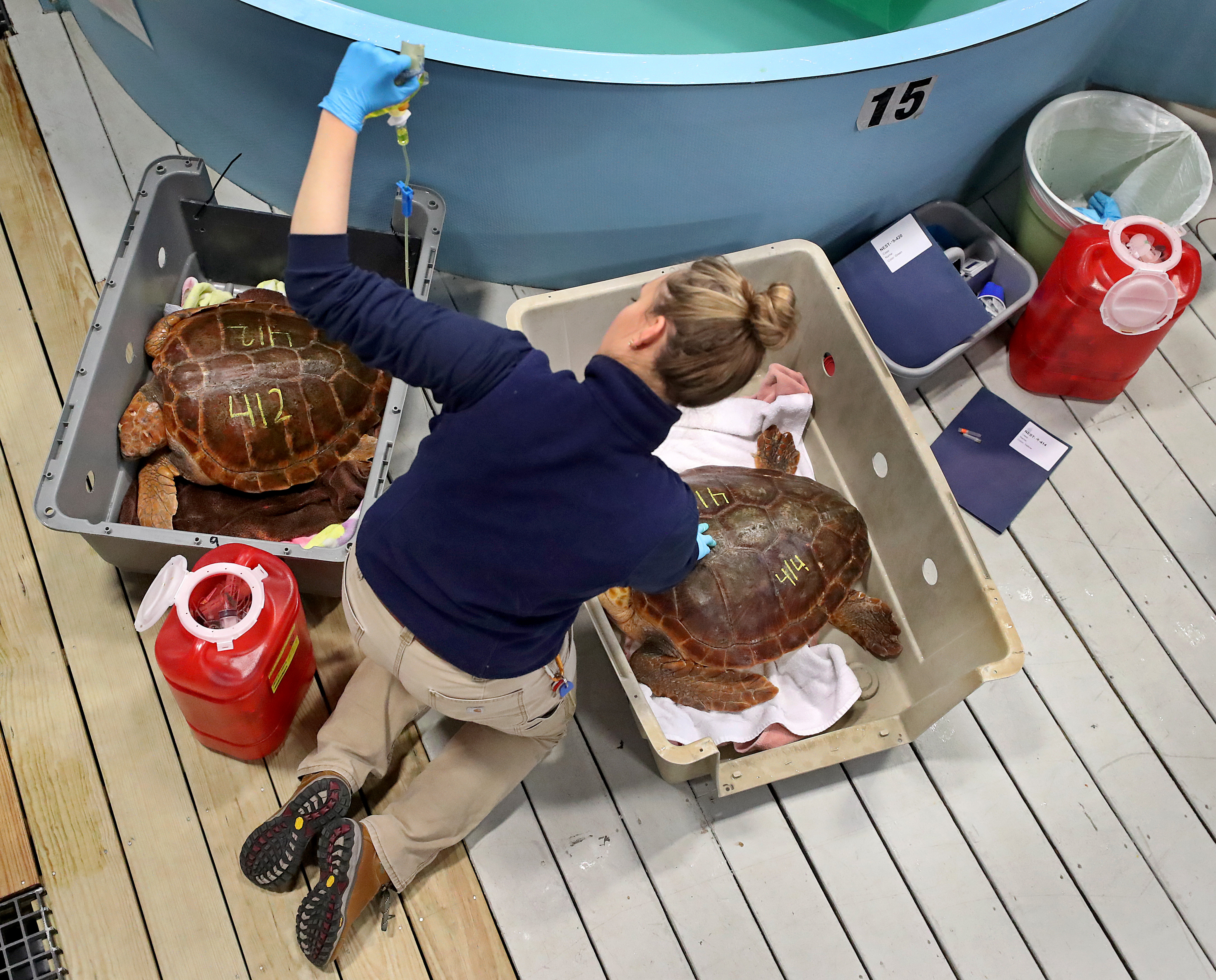 Biologist Elizabeth Linskey gave an IV to one of the logggerhead sea turtles at the New England Aquarium’s Animal Care Center.