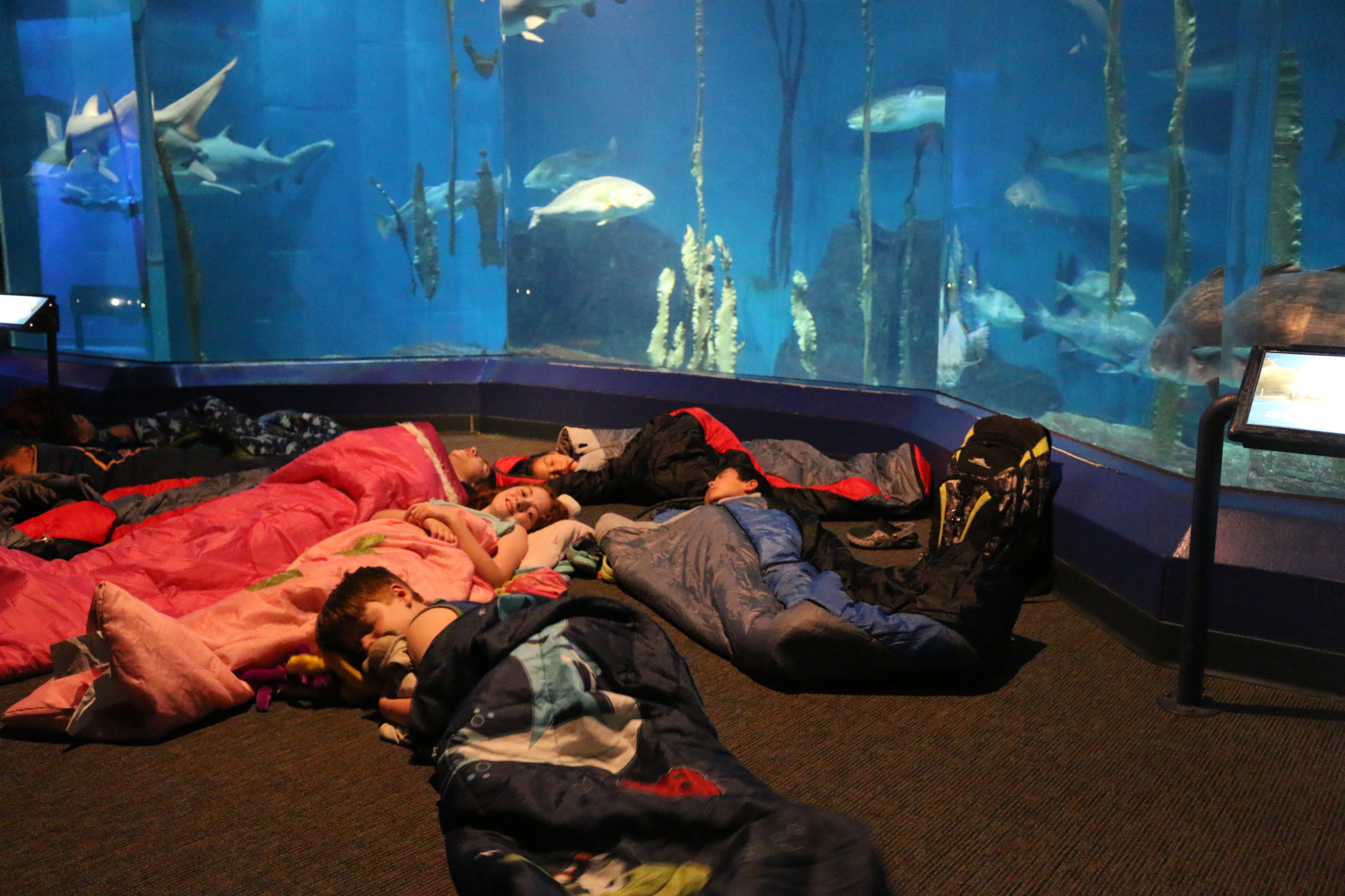The giant tank makes for a soothing background for sleepovers at the Maritime Aquarium in Norwalk.