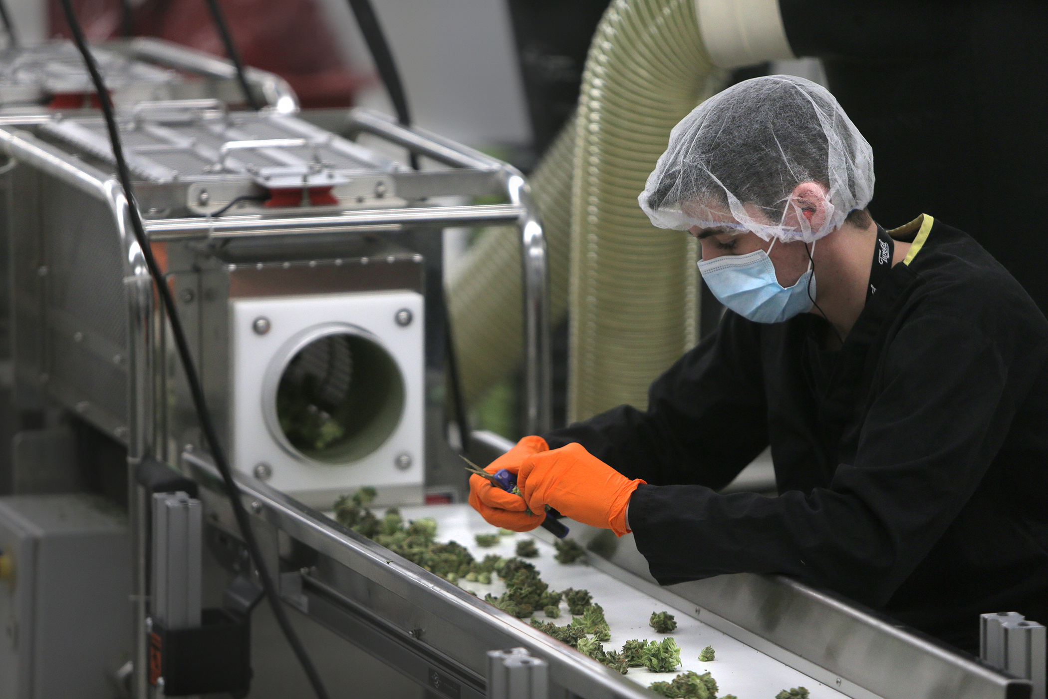 An employee in the “trim room” where usable parts of the marijuana plant are separated.