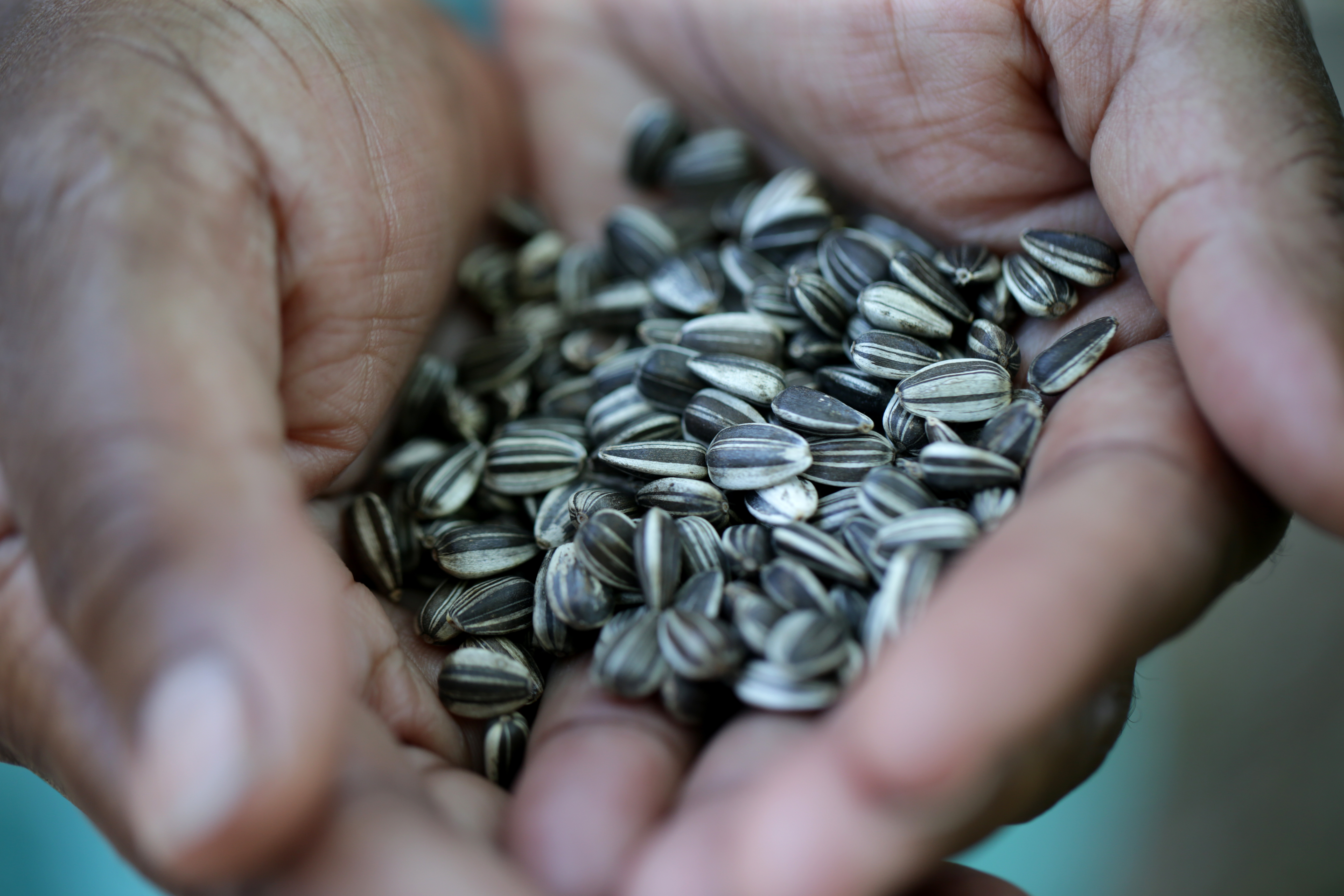 Ekua Holmes held sunflower seeds.