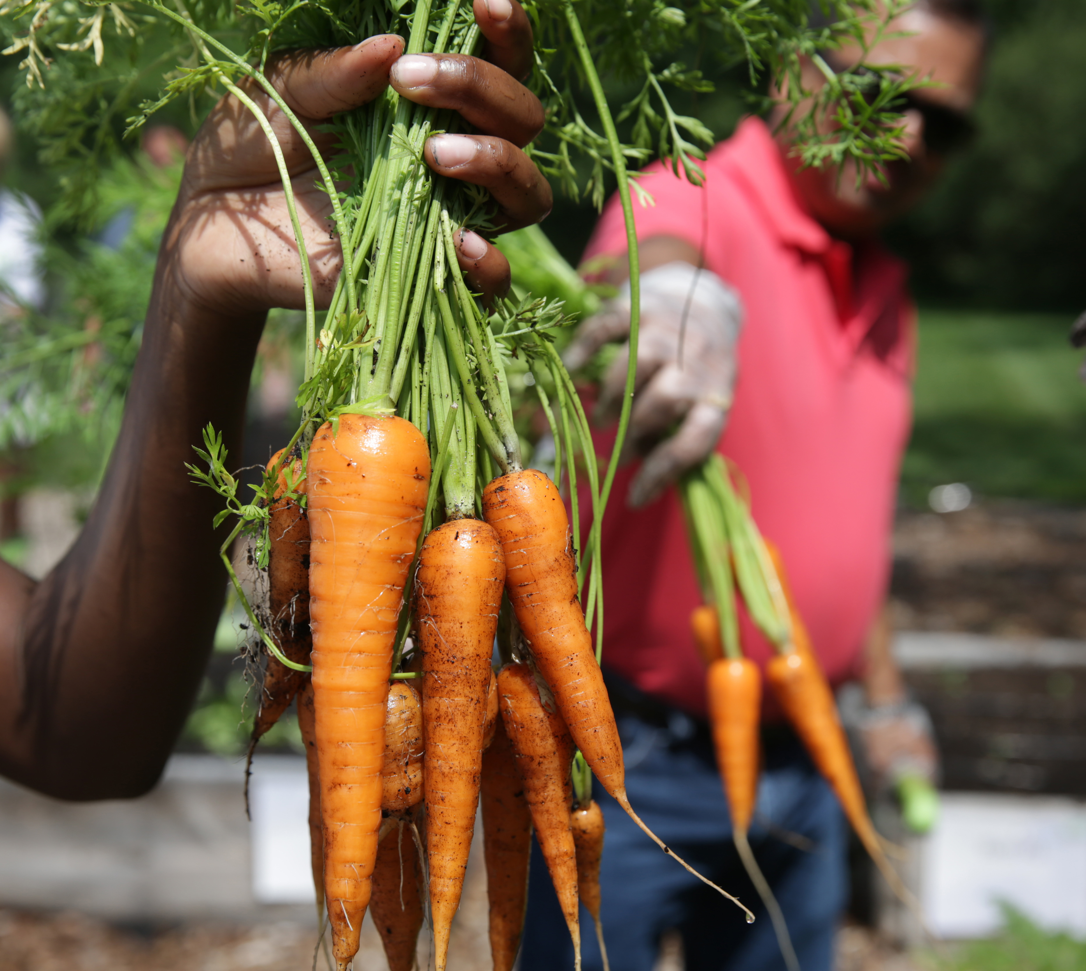 Employees at Netscout Systems in Westford harvested carrots.