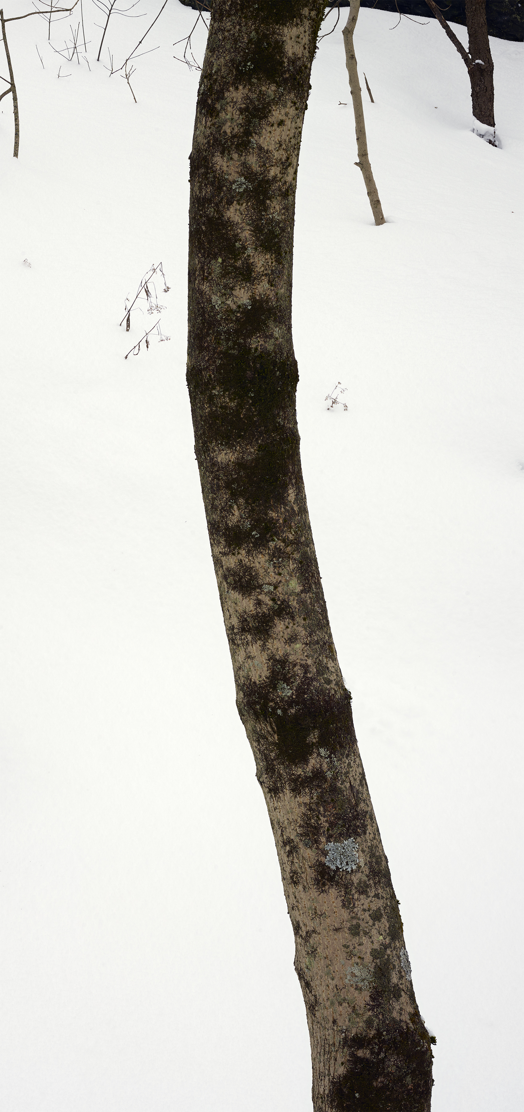 Abelardo Morell’s “Bending Tree Trunk.”