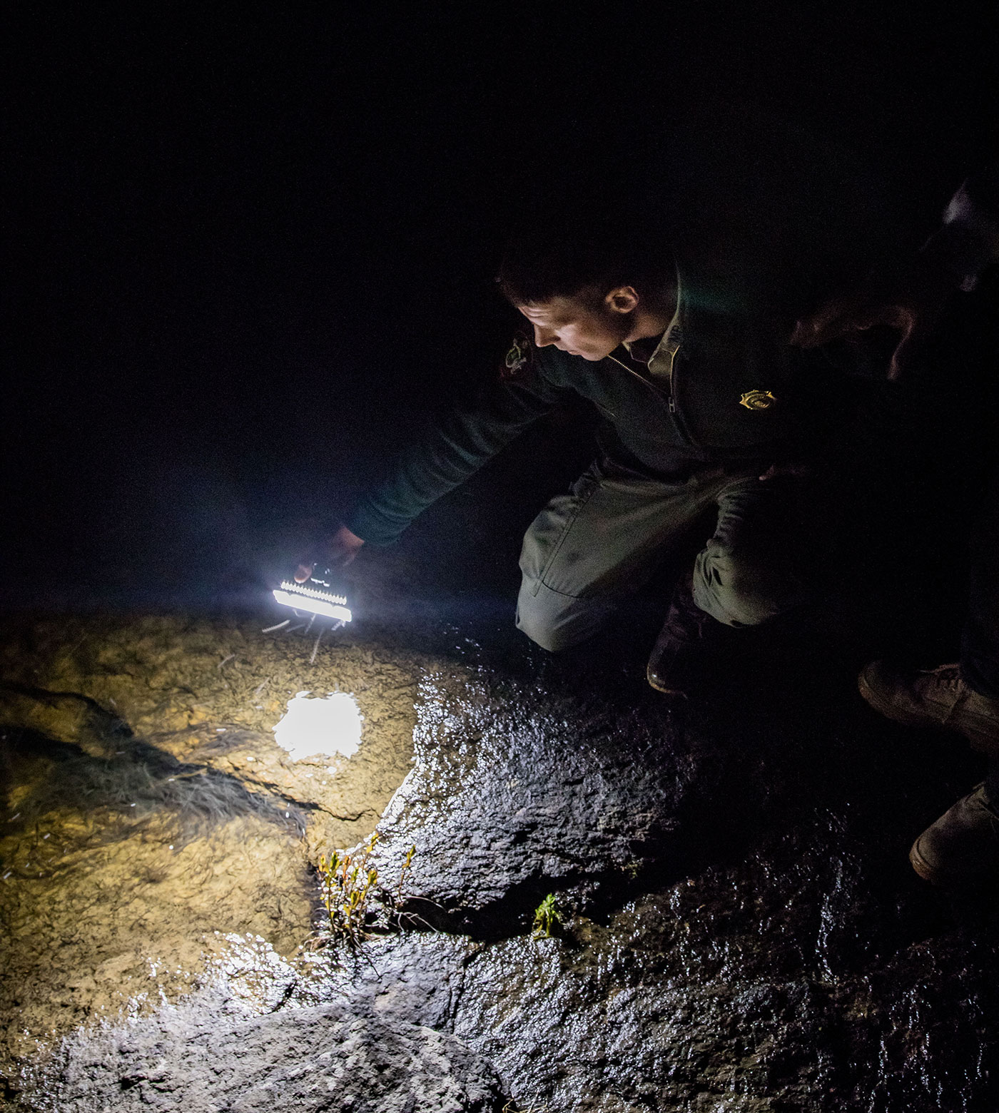 Marine patrol officer Rustin Ames shines his flashlight into a pool of eels at Frankfort Dam.