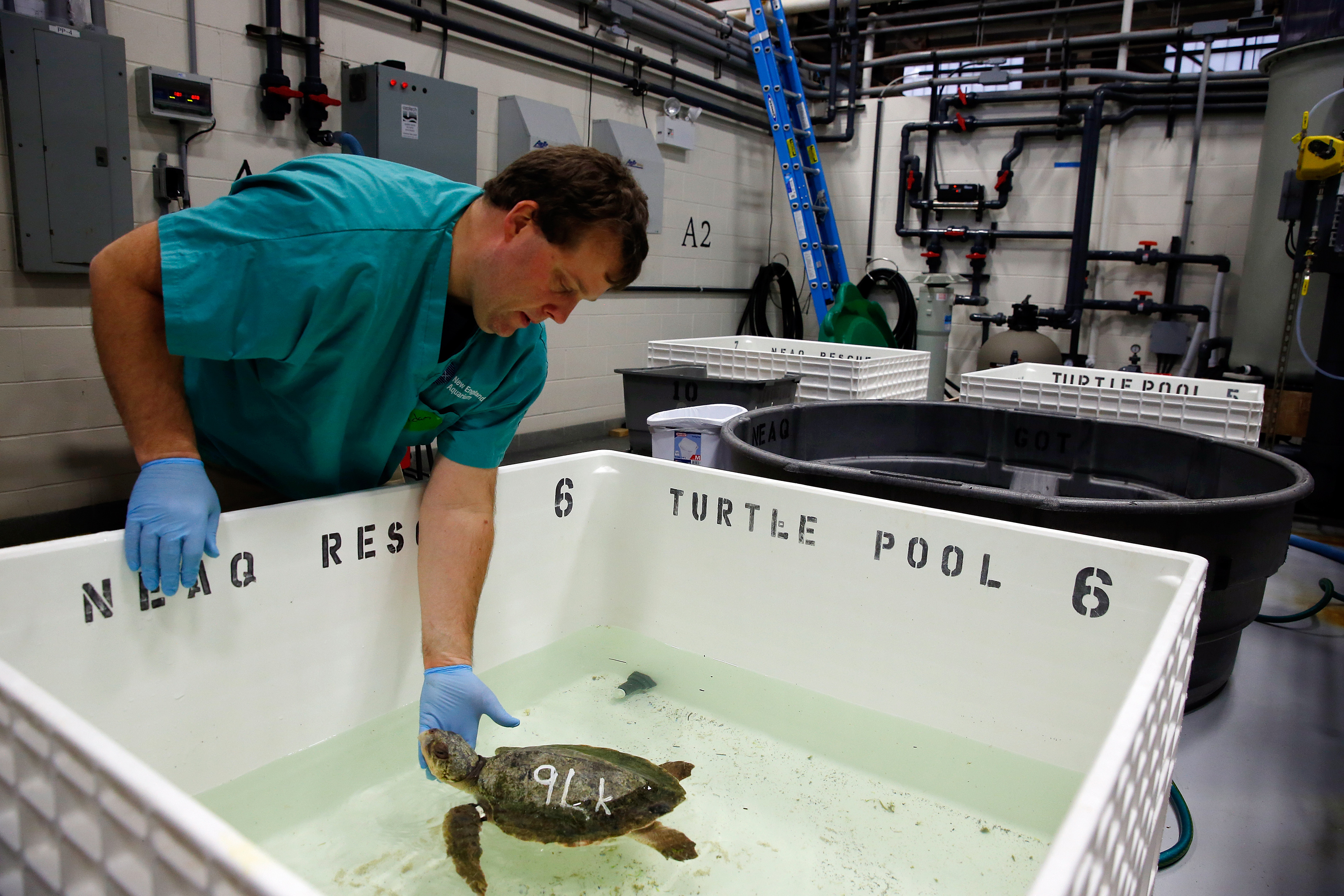 Adam Kennedy placed a Kemp’s ridley rescued Monday into a temperature-controlled pool in Quincy.