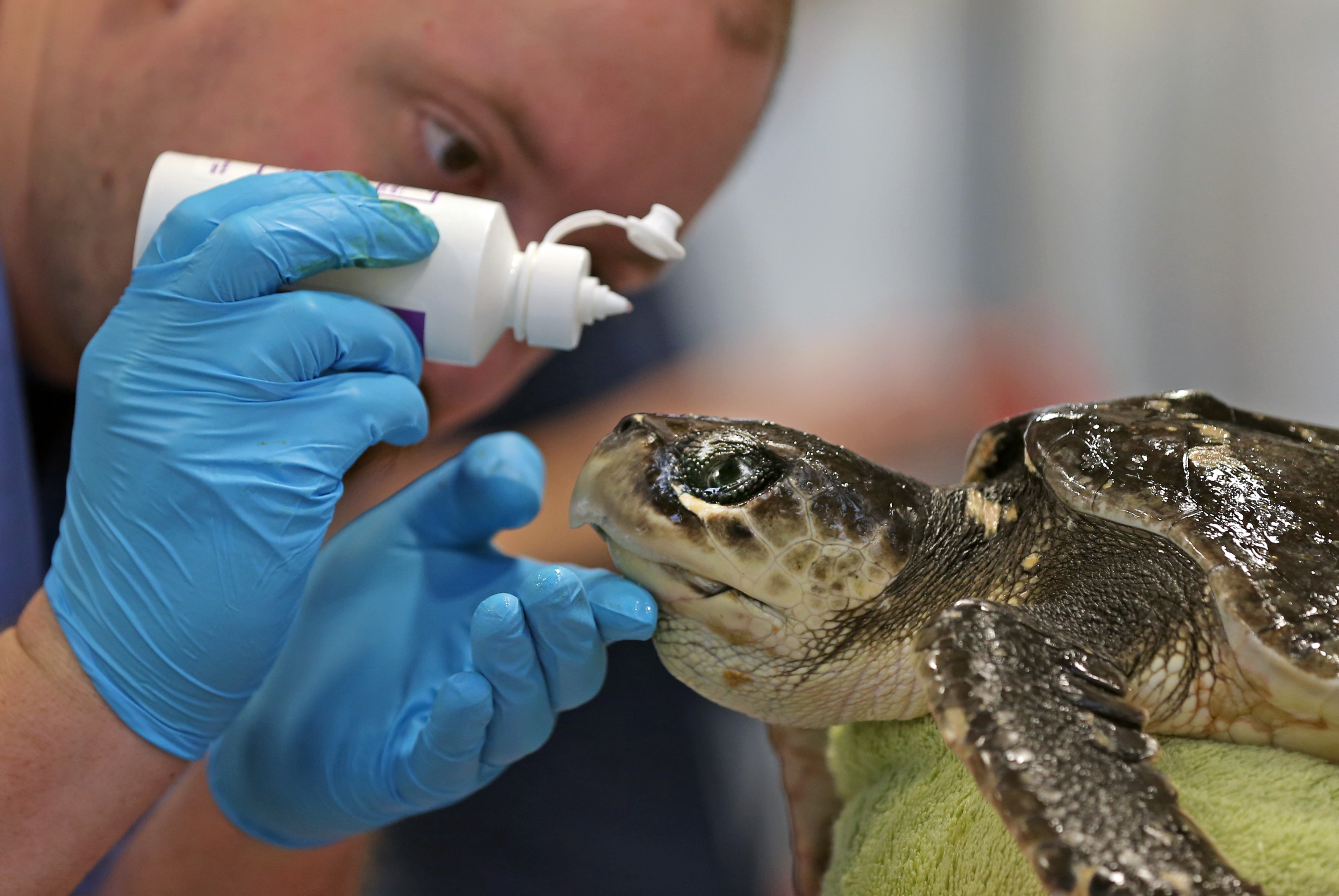 Skip Graf of Mystic Aquarium tended to a rescued, ailing Kemp’s ridley sea turtle at the New England Aquarium’s marine rehabilitation facility in Quincy.