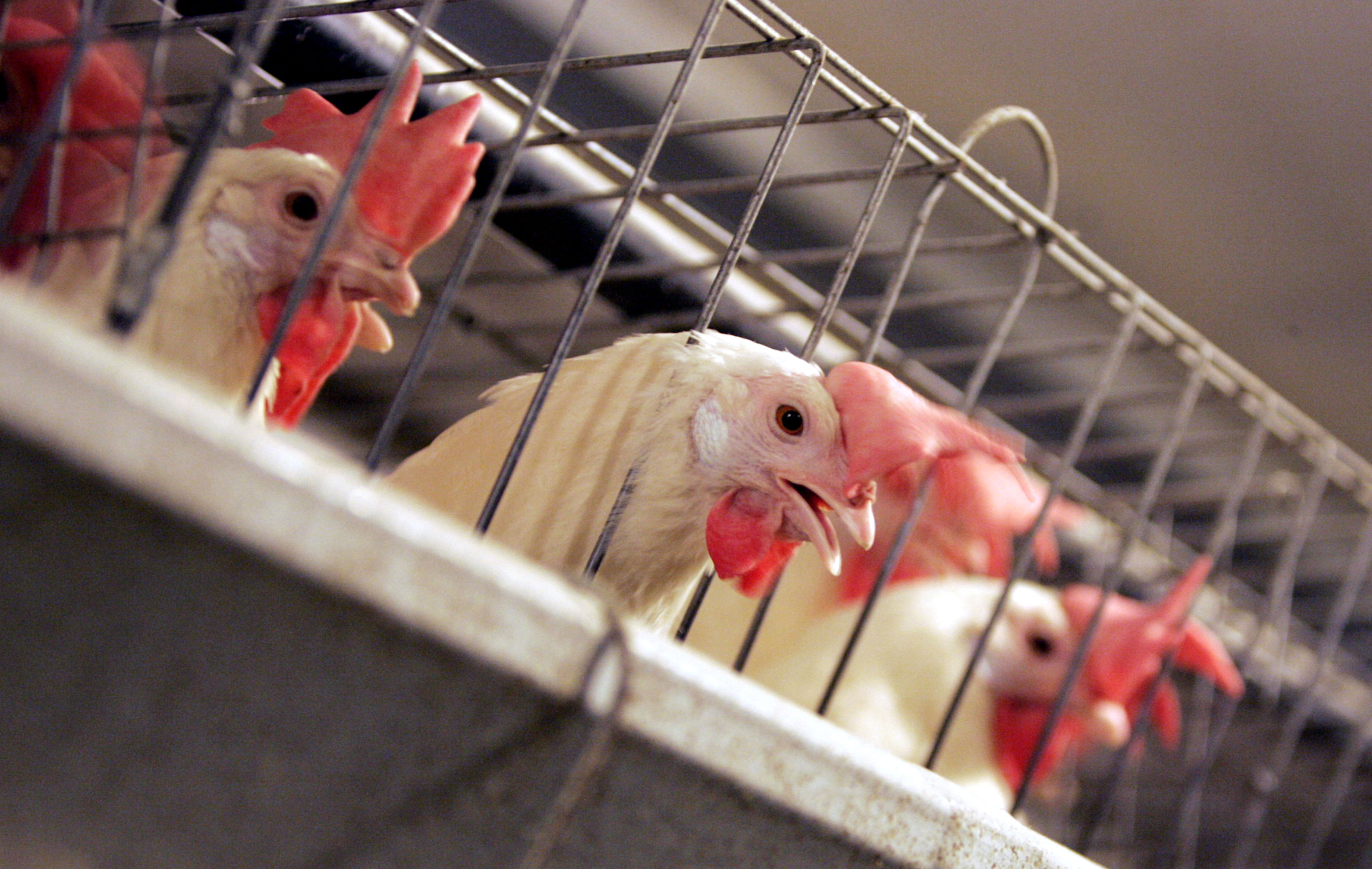 Chickens huddled in cages in California. Massachusetts voters could restrict sales resulting from such practices.