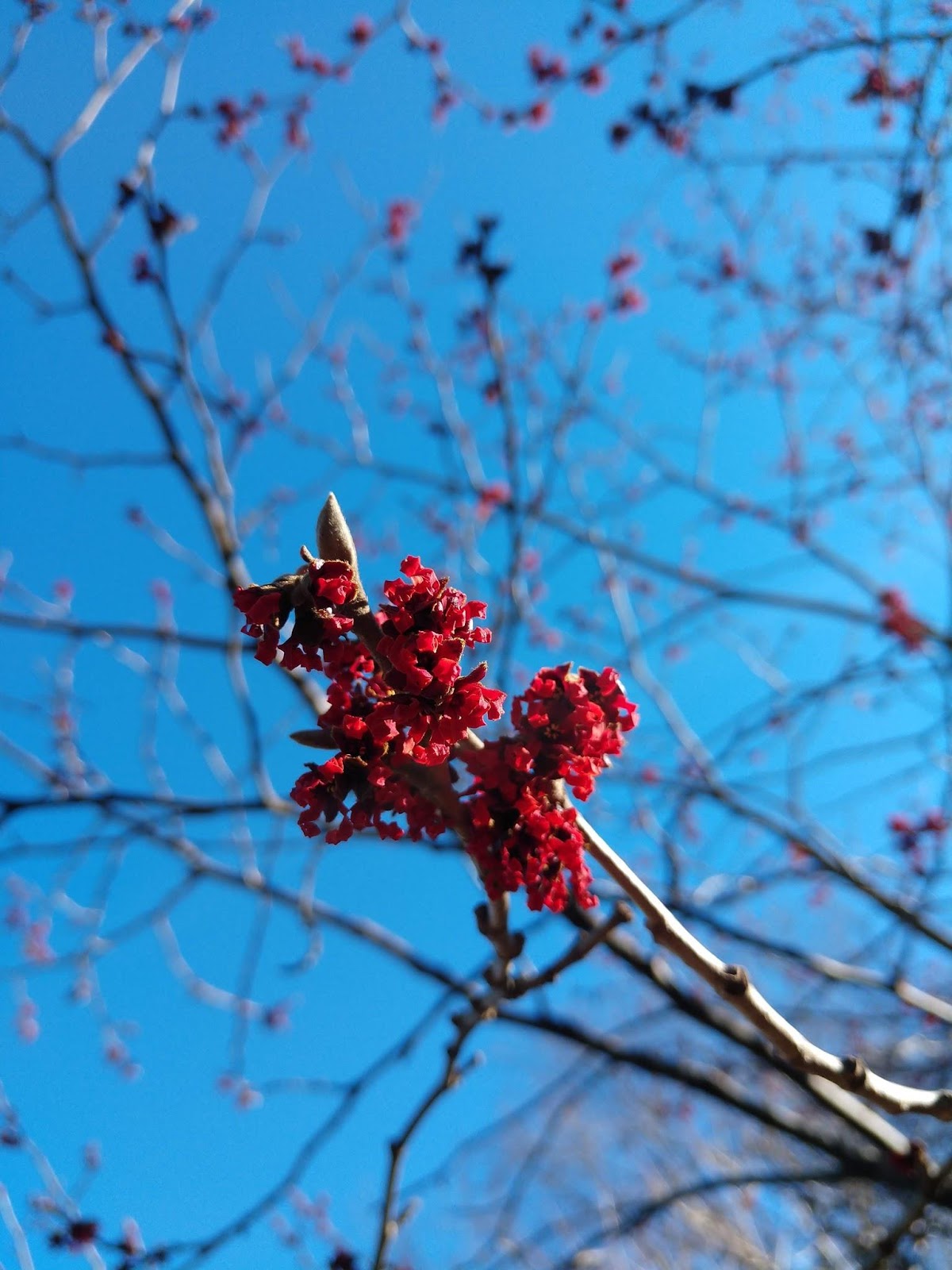 Hamamelis "Diane" was already in bloom in Natick this month.