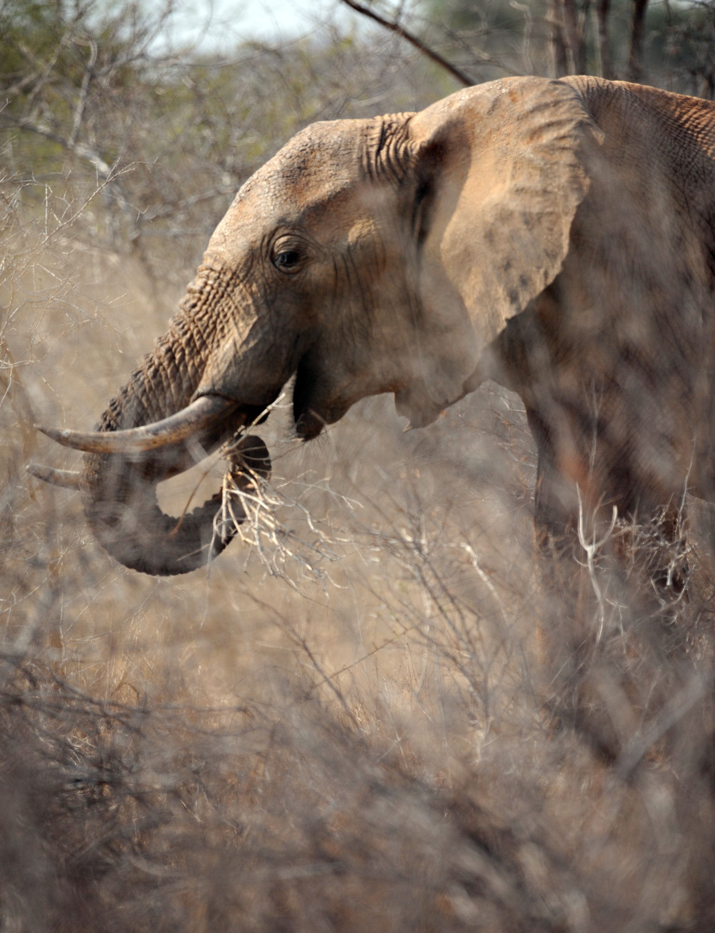 An elephant ate at the Tsavo West National Park in 2009. Five elephants were killed at the park Monday night.