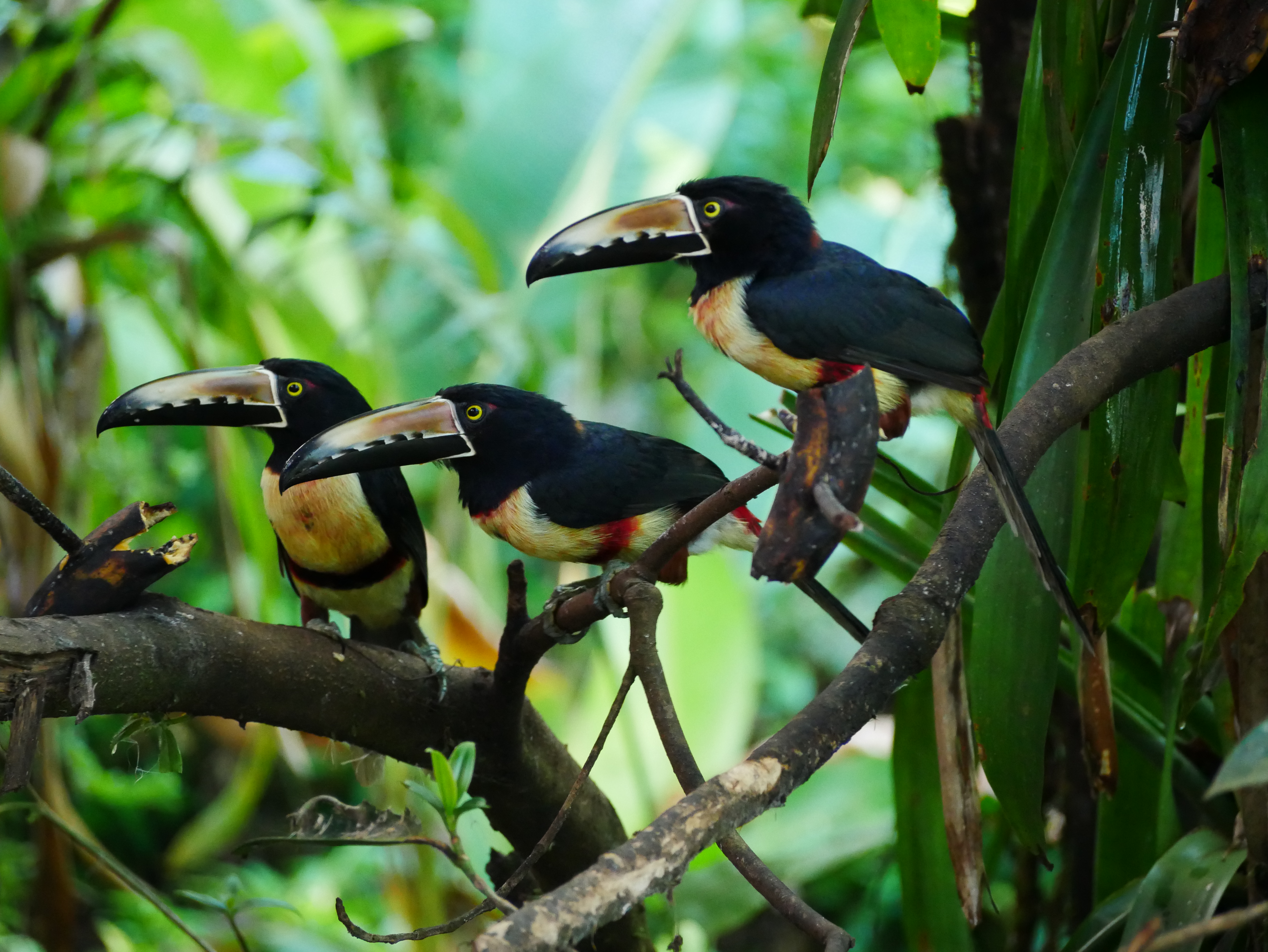 Collared Aracaris spotted in Bijagua.