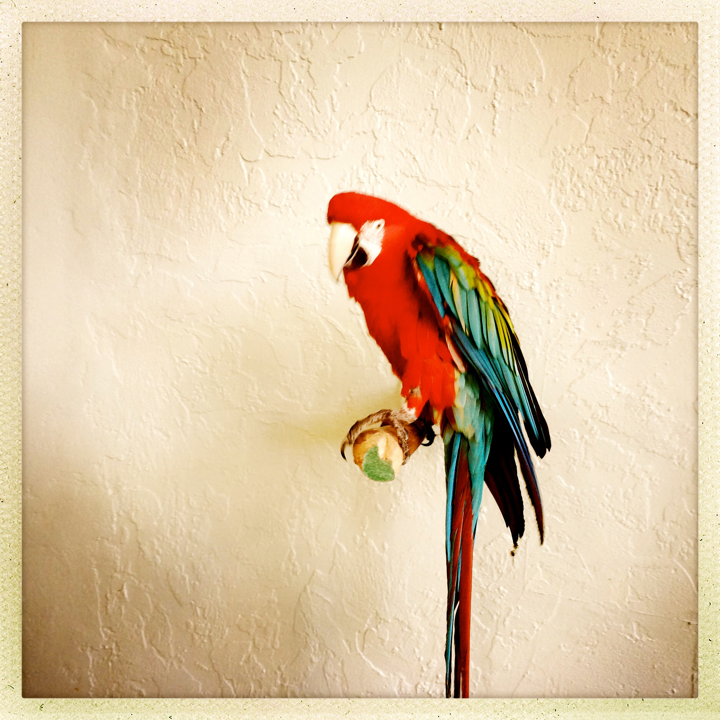 A parrot at Jungle Gardens in St. Pete.