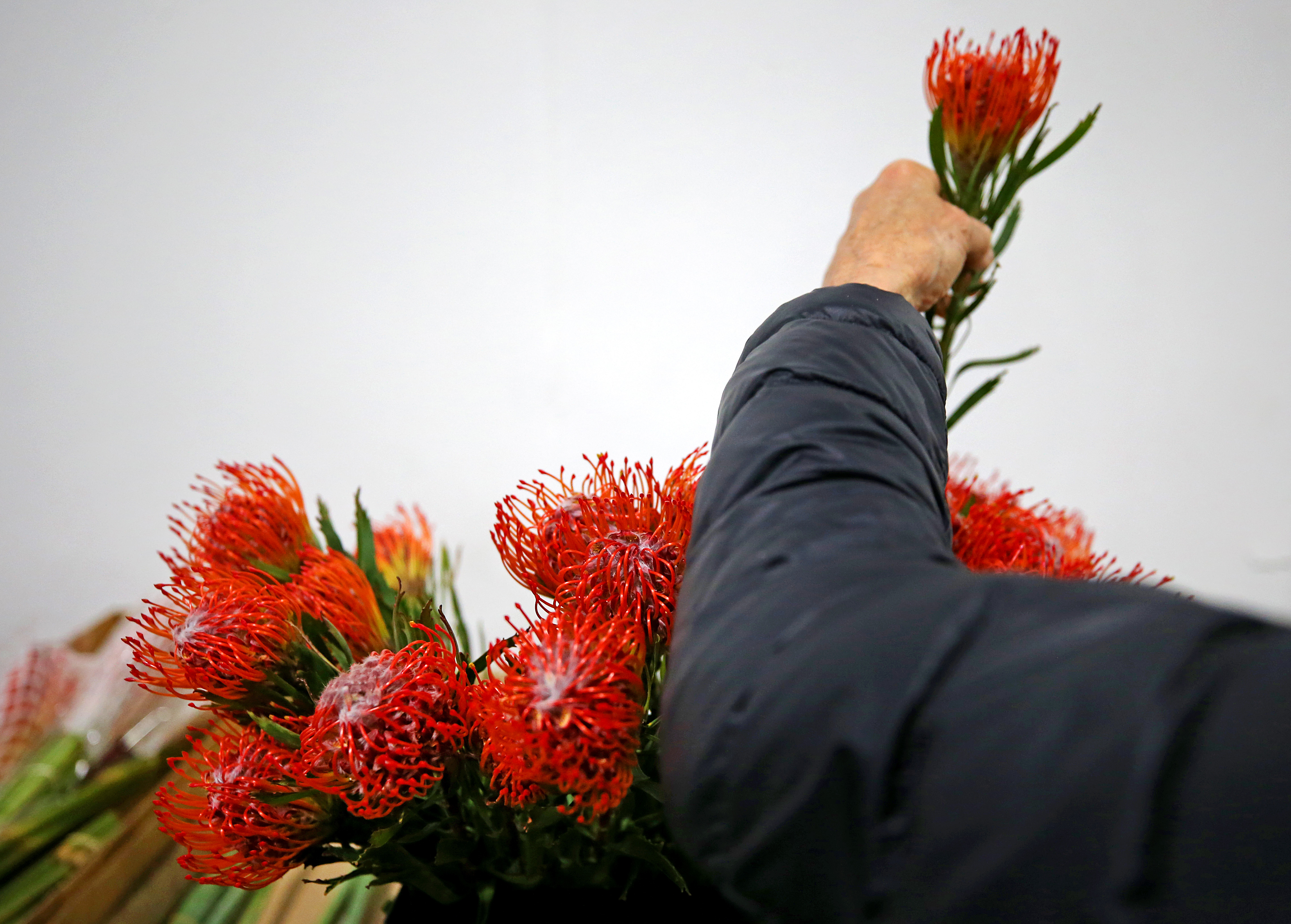 A buyer looked over flowers.