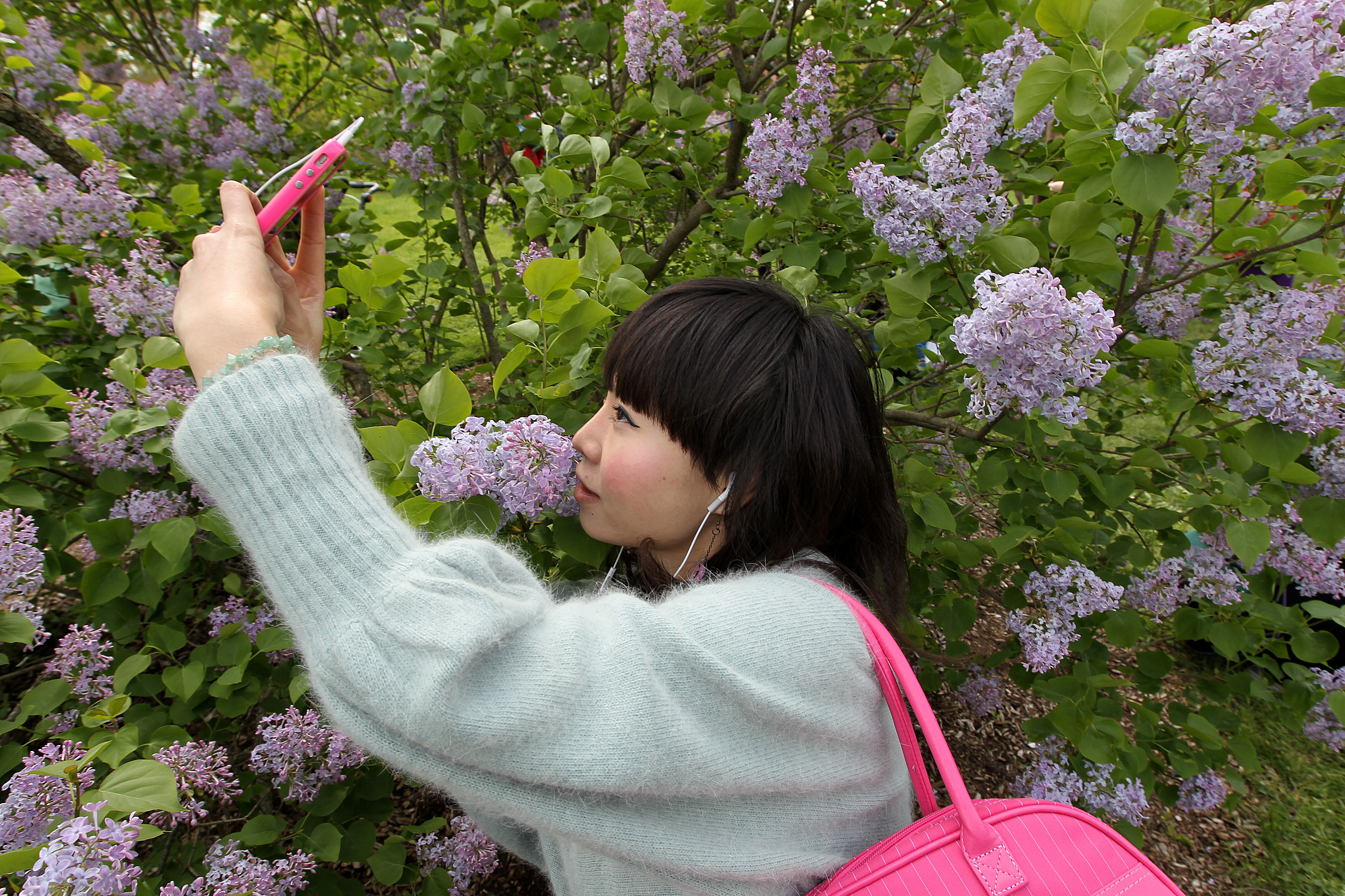 The Arnold Arboretum.