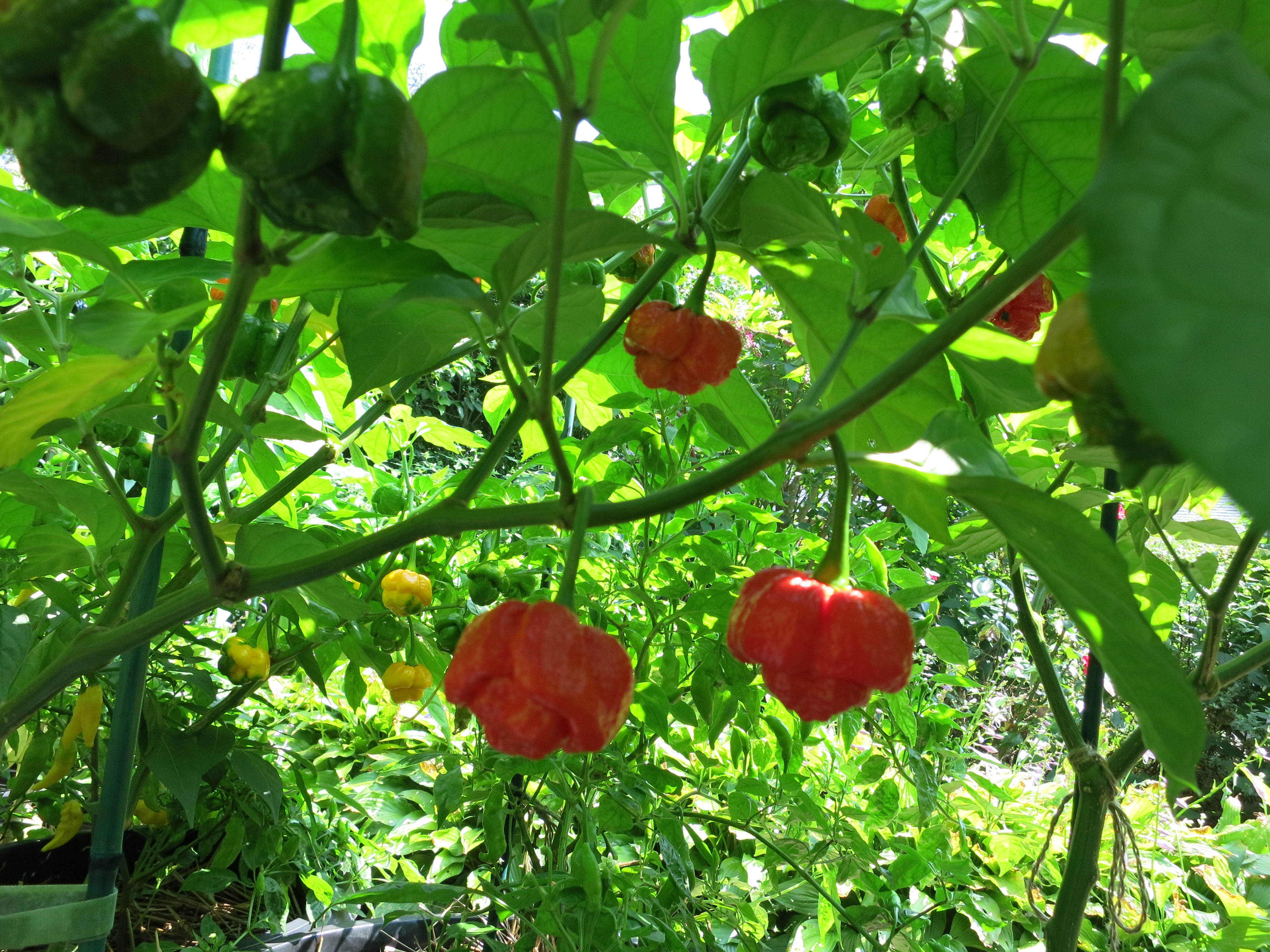 The hottest of all on his Falmouth microfarm are the Trini-dad Moruga Scorpion.
