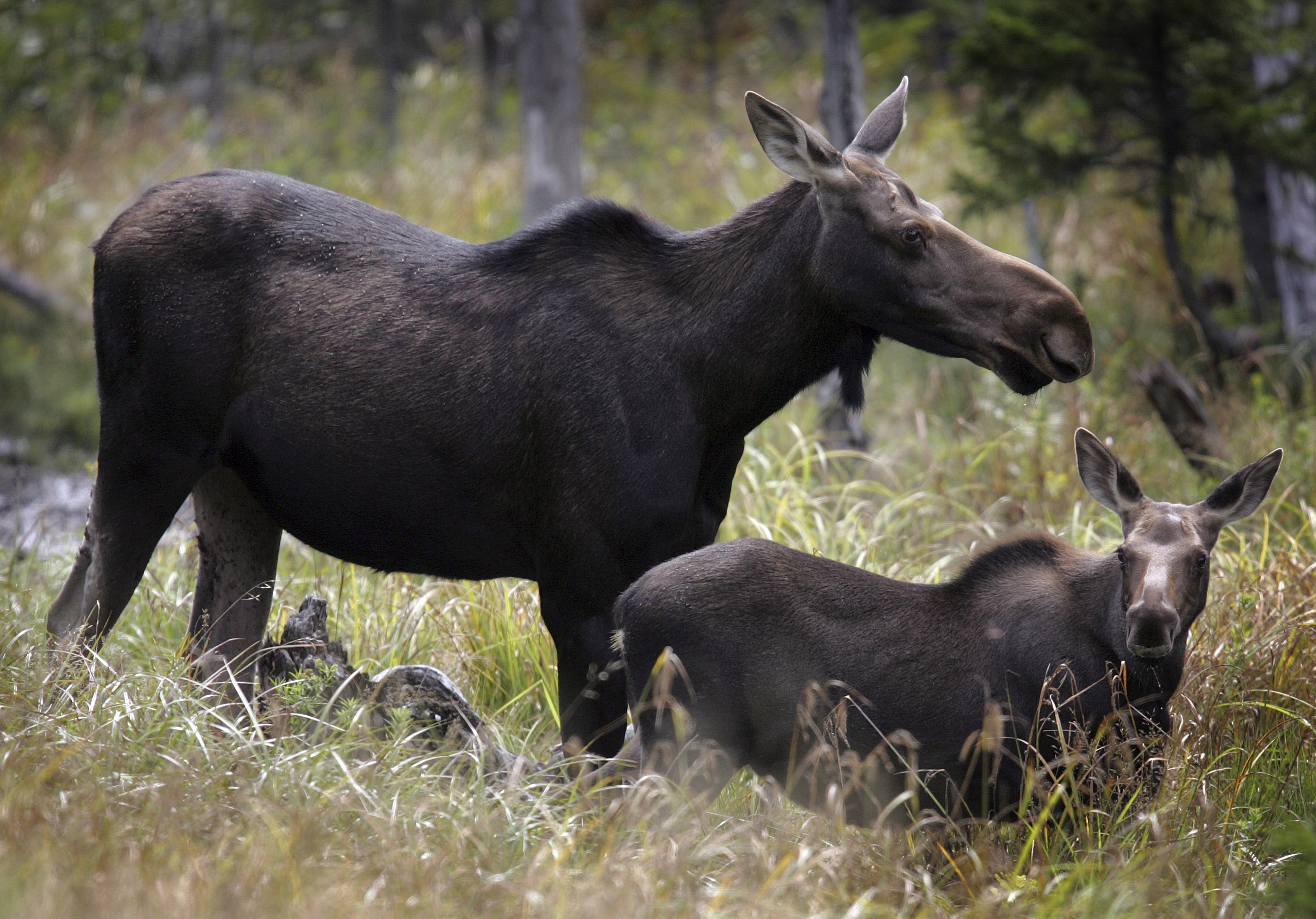 Moose in Franconia, N.H.