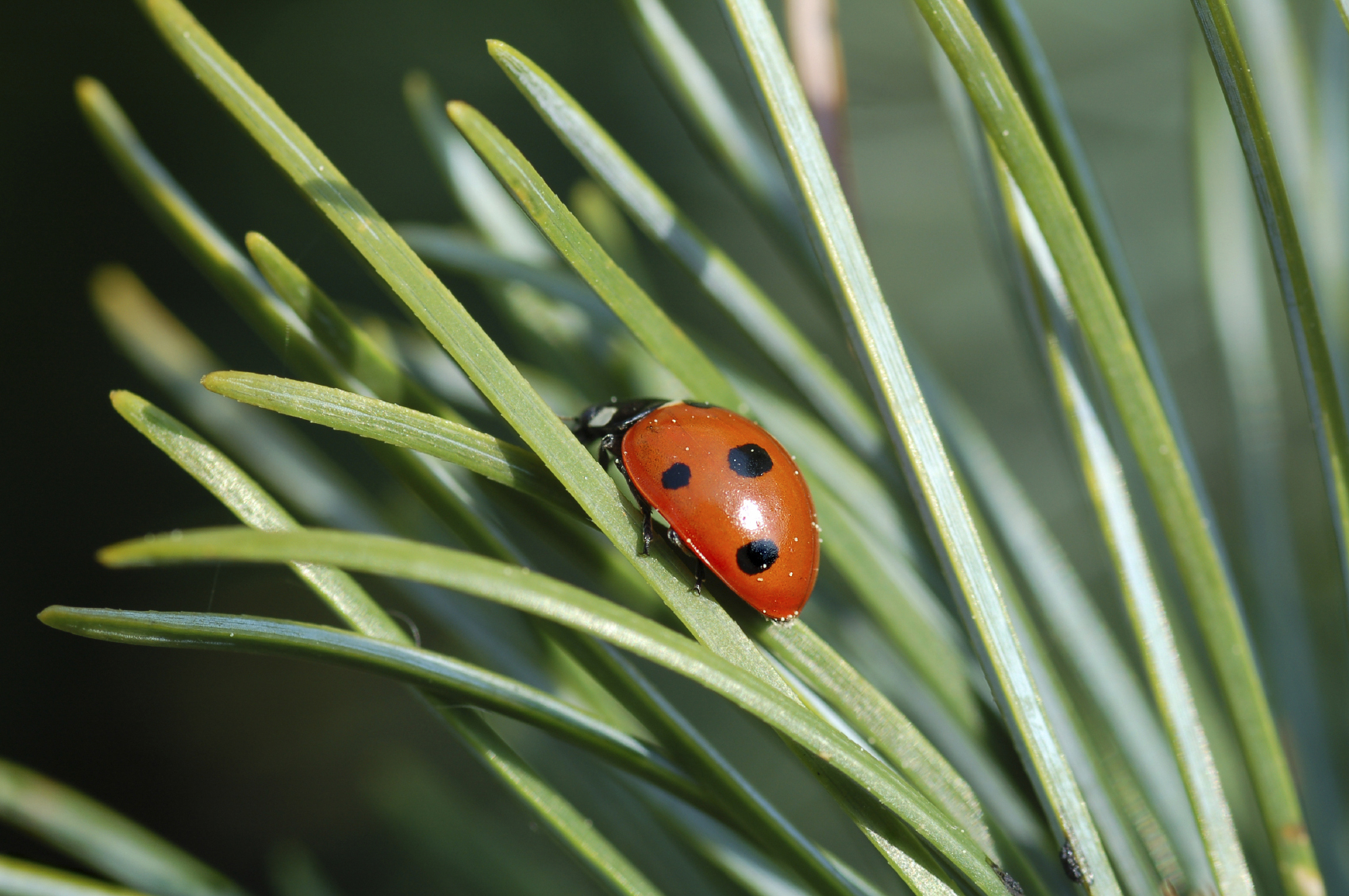 Adding ladybugs to your yard can help combat pests.