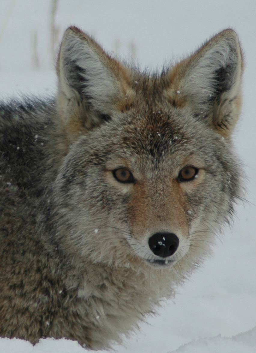 Wildlife Safari: A chance to see winter wildlife in Yellowstone.