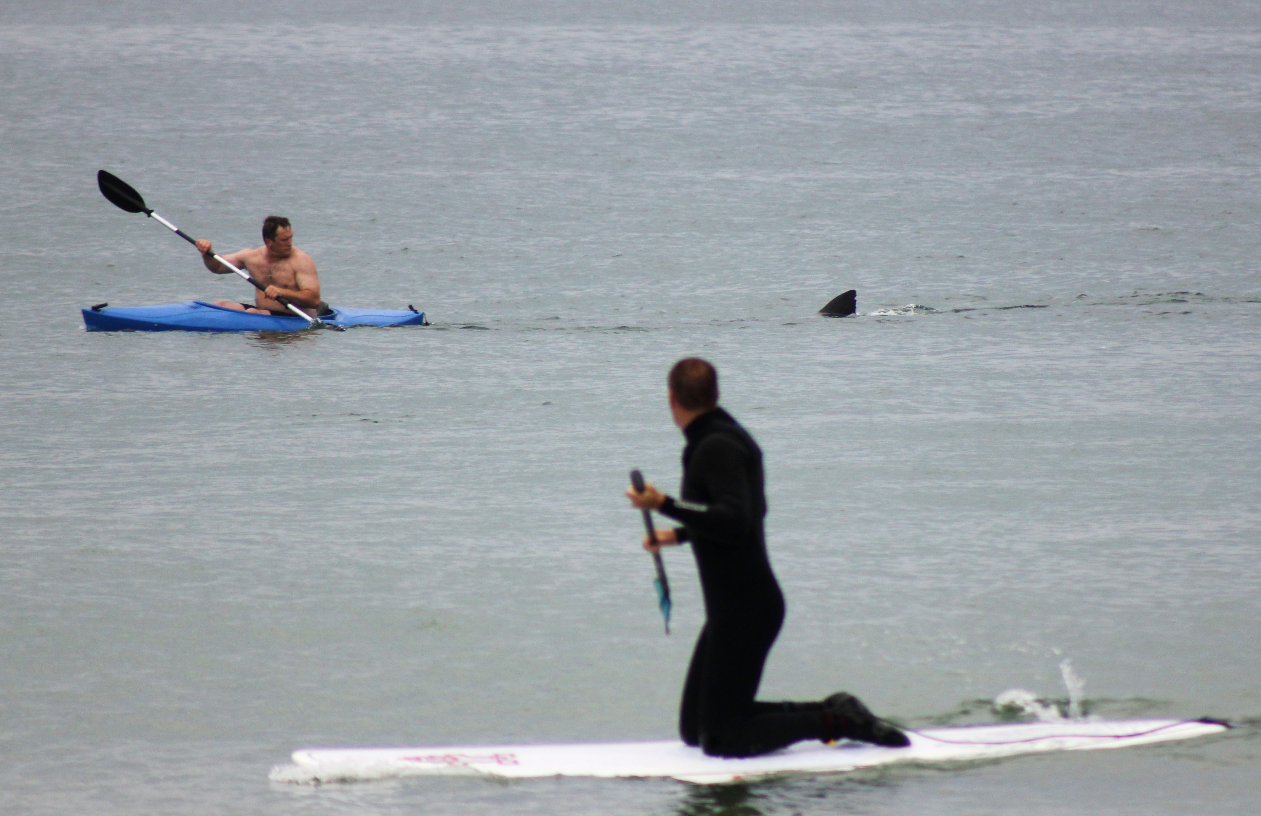 In July 2012, a dorsal fin followed a kayaker off Orleans, north of Chatham.