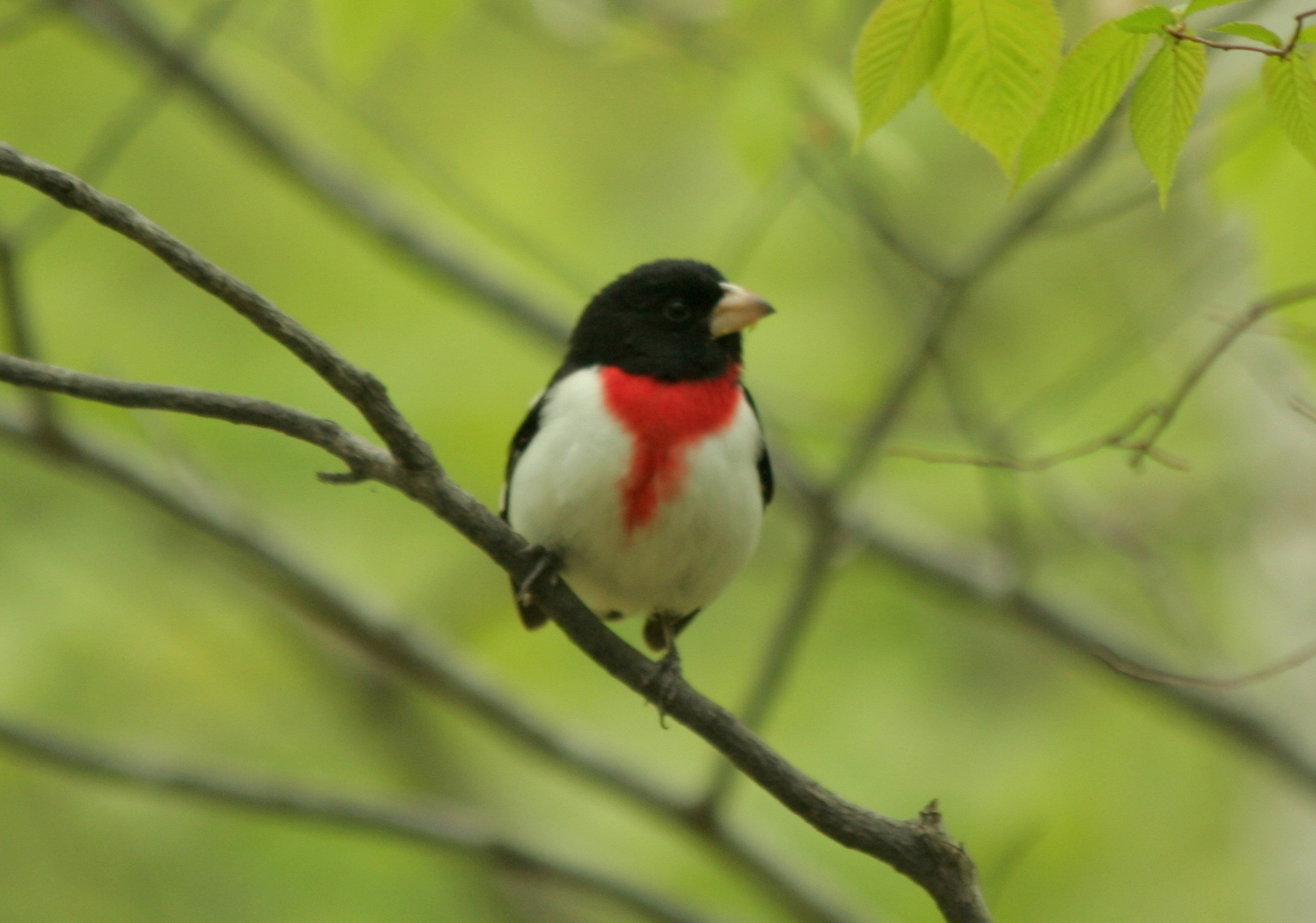 Bird watch, hike, or just take in the views at Mount Tom State Reservation in Holyoke.