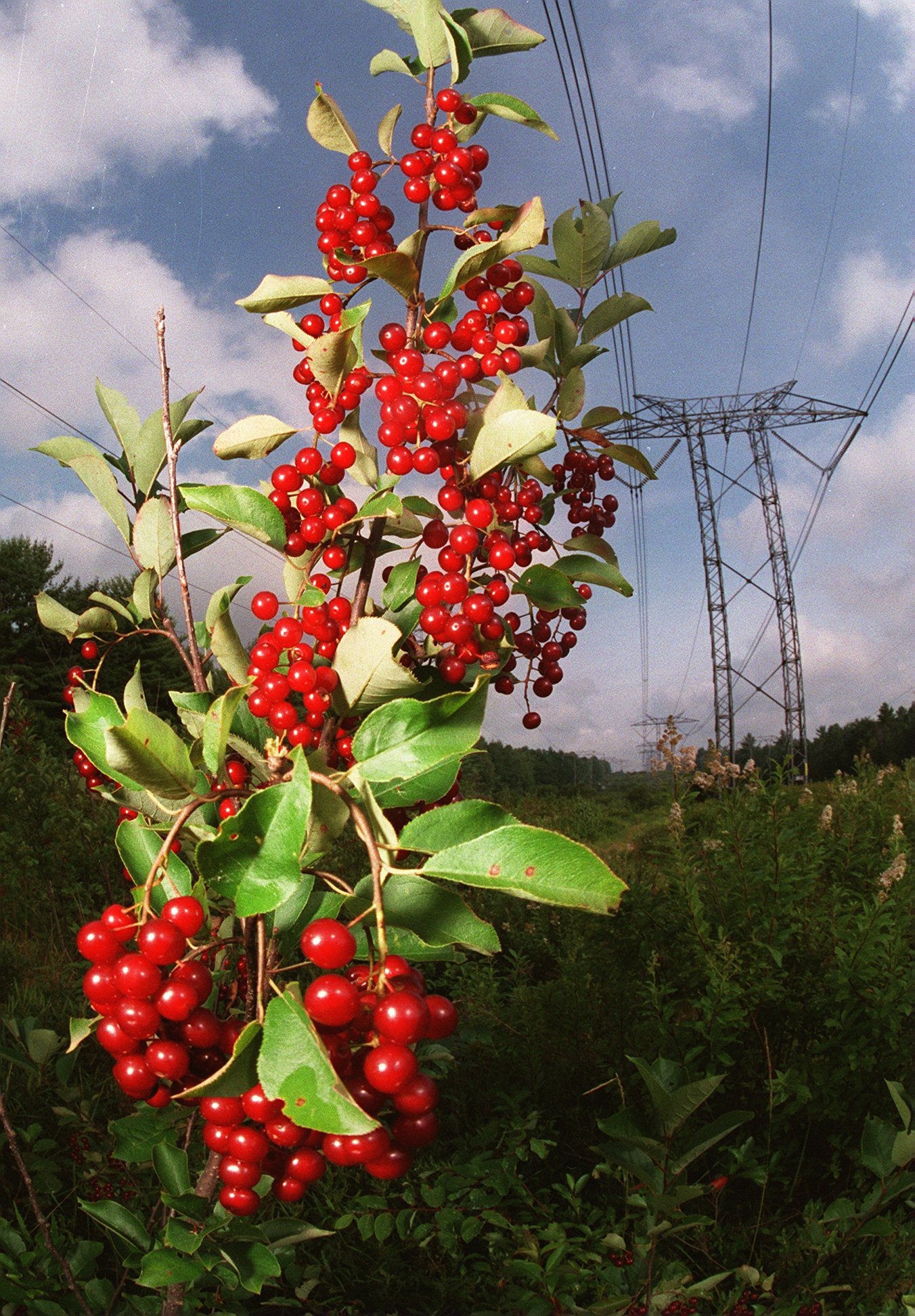 A bounty of wild berries grew along the powerline that comes from Hydro-Quebec and traverses New Hampshire.