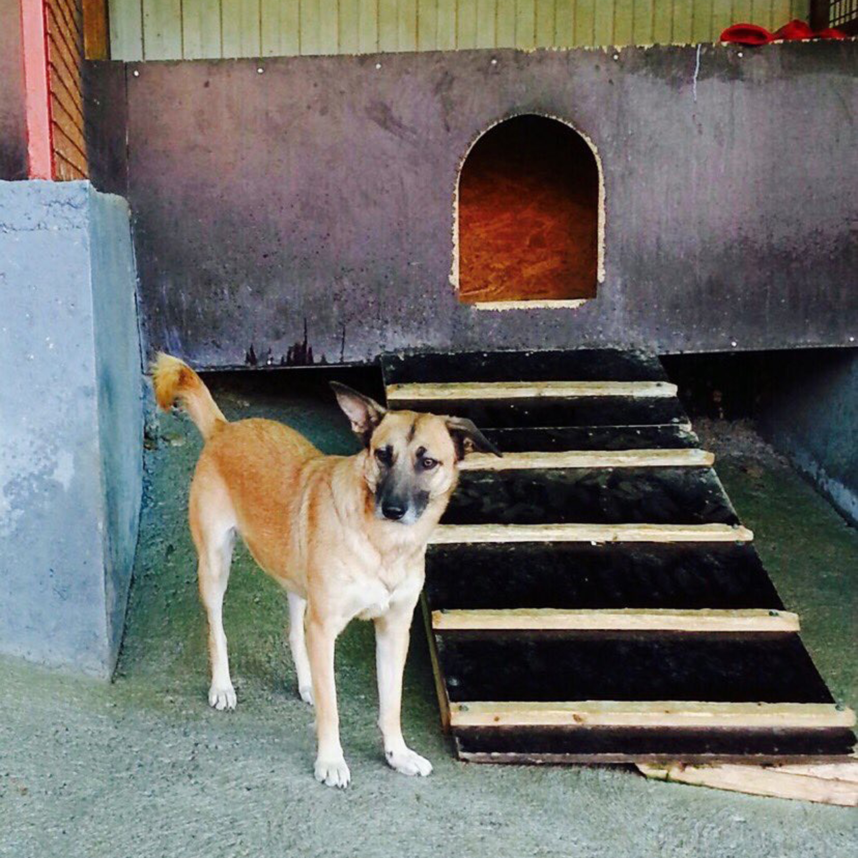 Alisa, a German shepherd golden labrador mix, will soon be adopted by Pam Lipman, of Sharon, from Sochi Dogs.