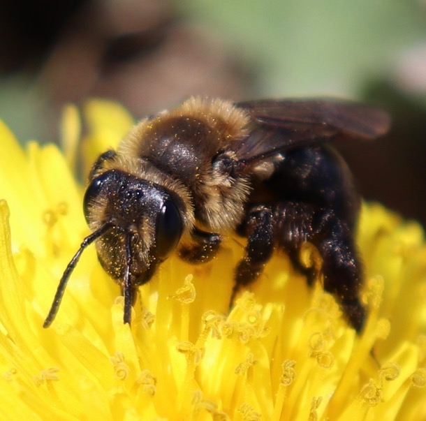 The ground nesting bee, Andrena vicina, is one of 14 declining wild bee species identified by UNH researchers.