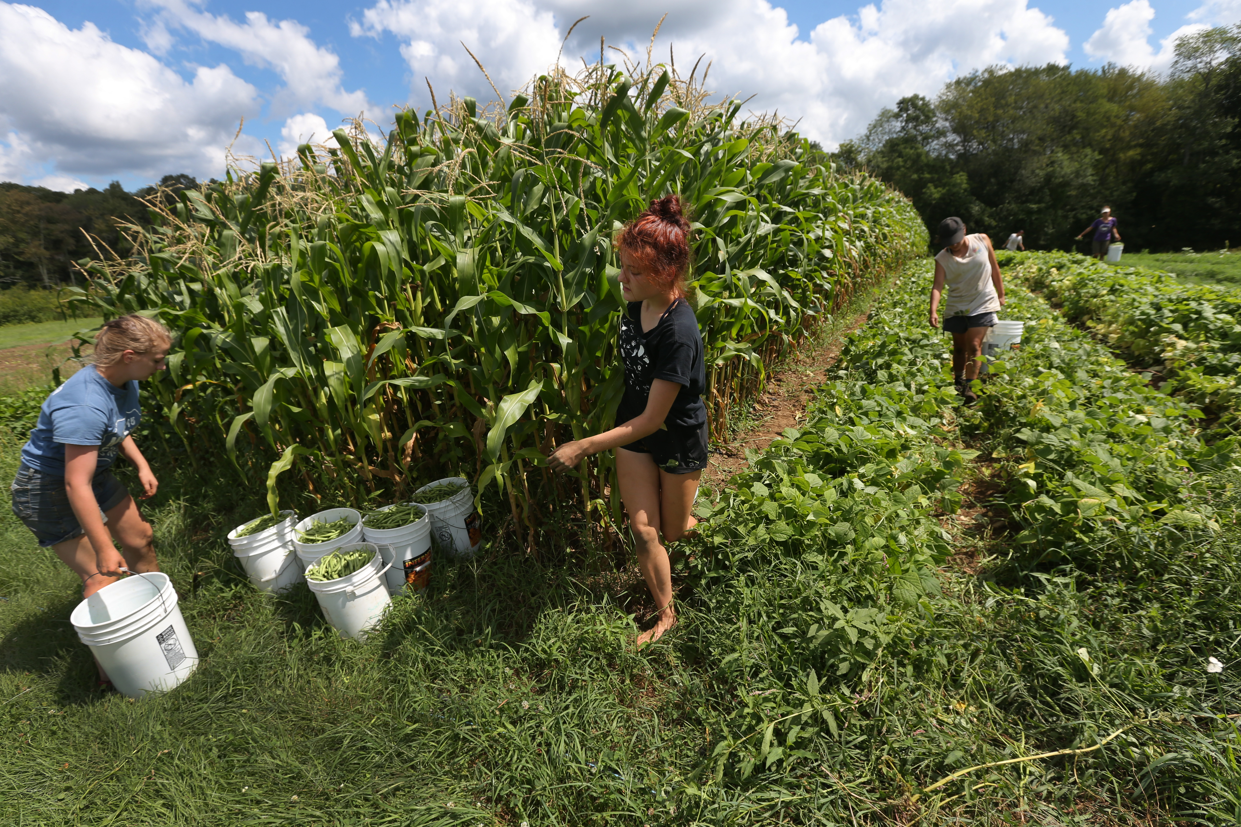 Harvest time at Medway Community Farms, a vegetable farm in Medway.