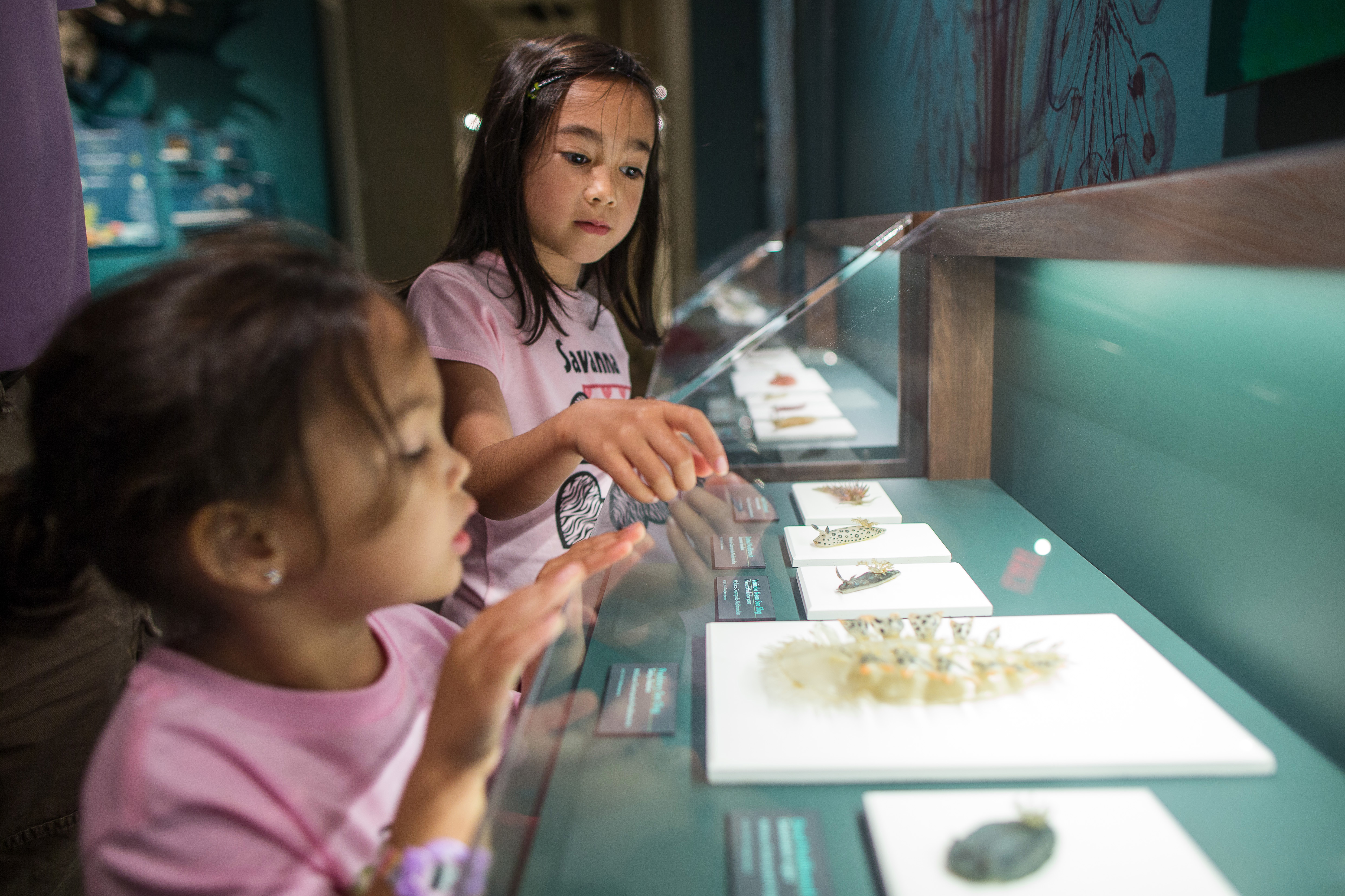 Caitlin Campbell, 4 (bottom front), and her sister Savanna, 7, are among the new wave of admirers to study the restored Blaschka glass sea creatures at the Harvard Museum of Natural History.