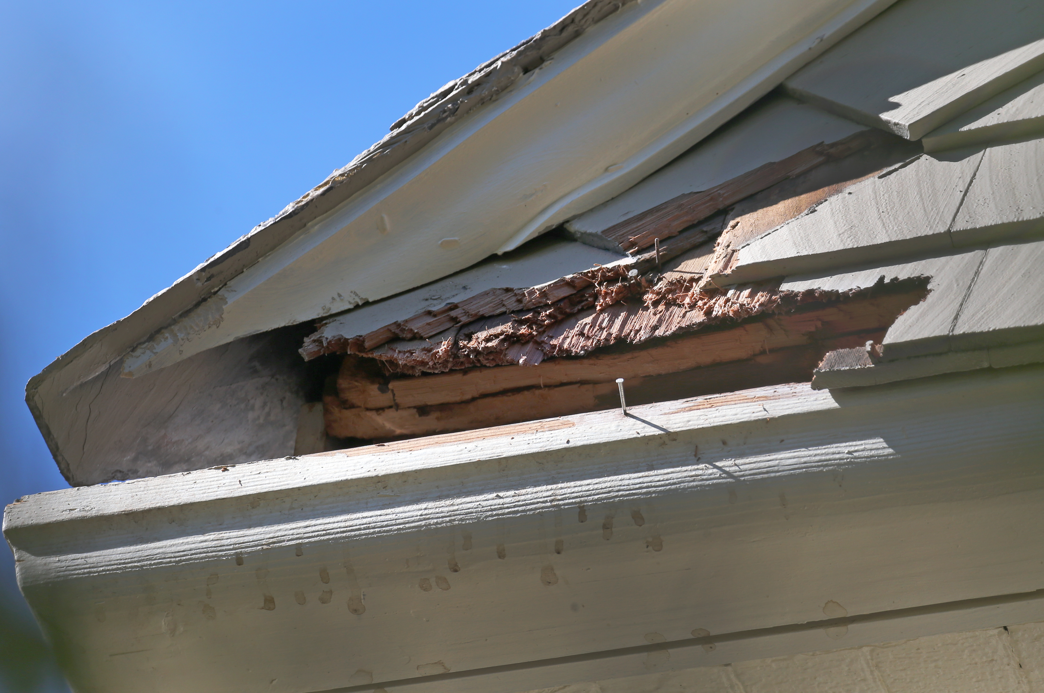 Dino has spent the better part of three months gnawing on the woodwork of Nancy Gertner’s home.