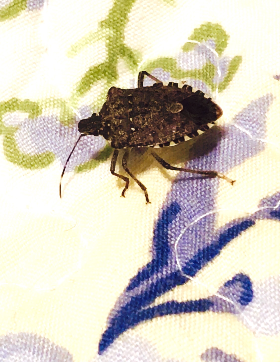A stink bug on a bed at an Airbnb.