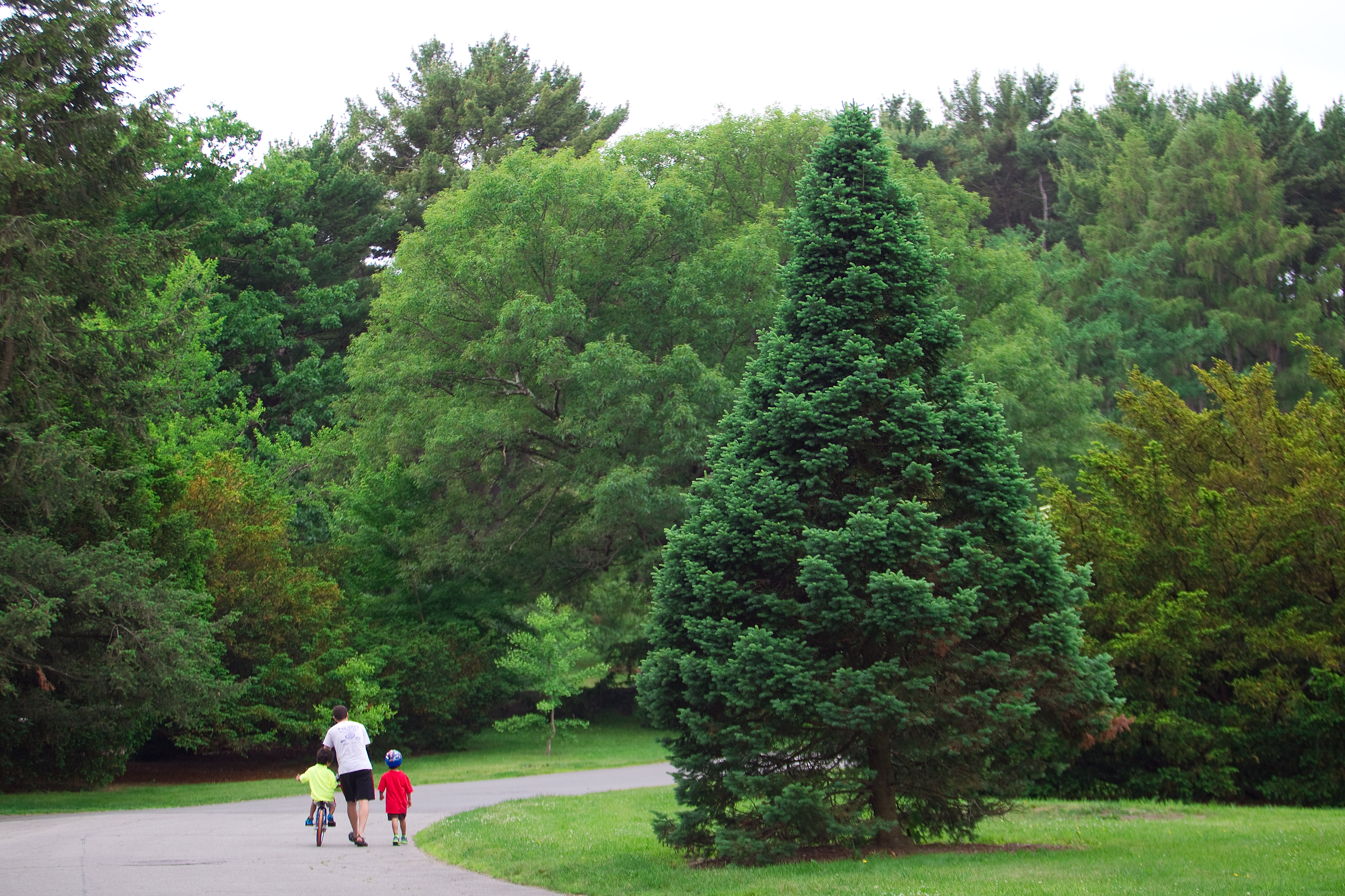 A family walks in the Roslindale section of the Arnold Arboretum.