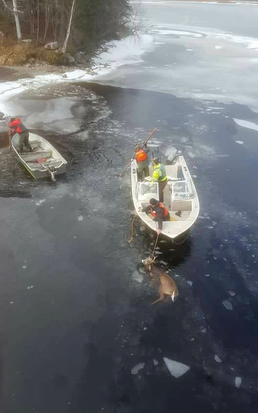 Justin Wyman used his boat to try to rescue a deer.